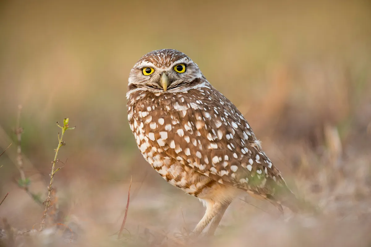 Owl