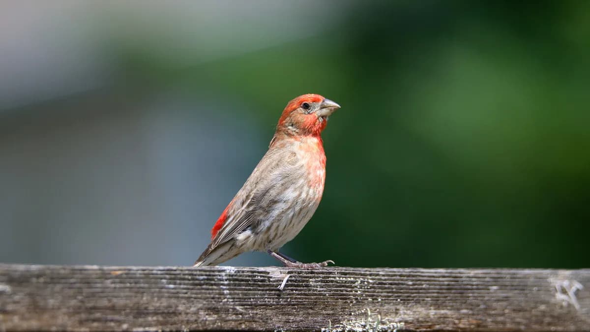 Finch