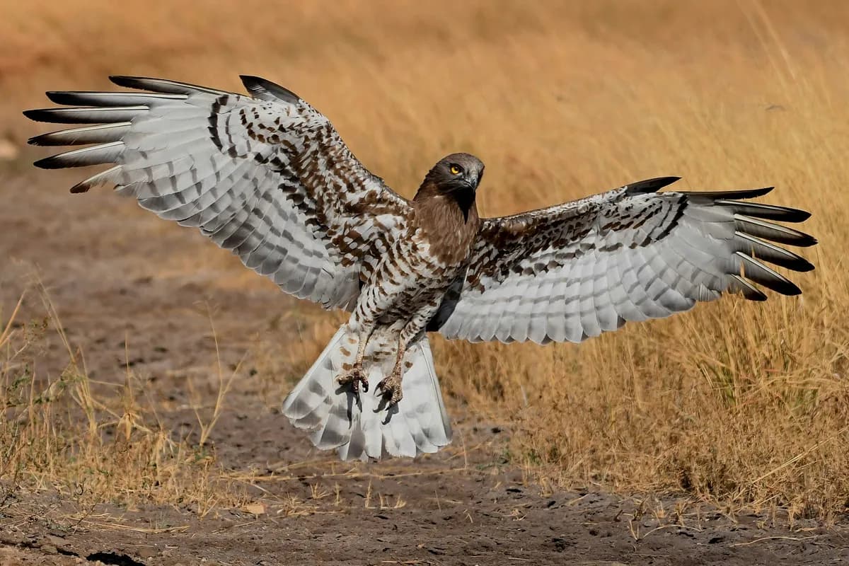 Hawk