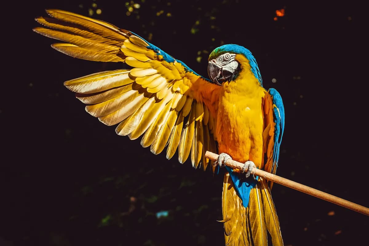 Macaw