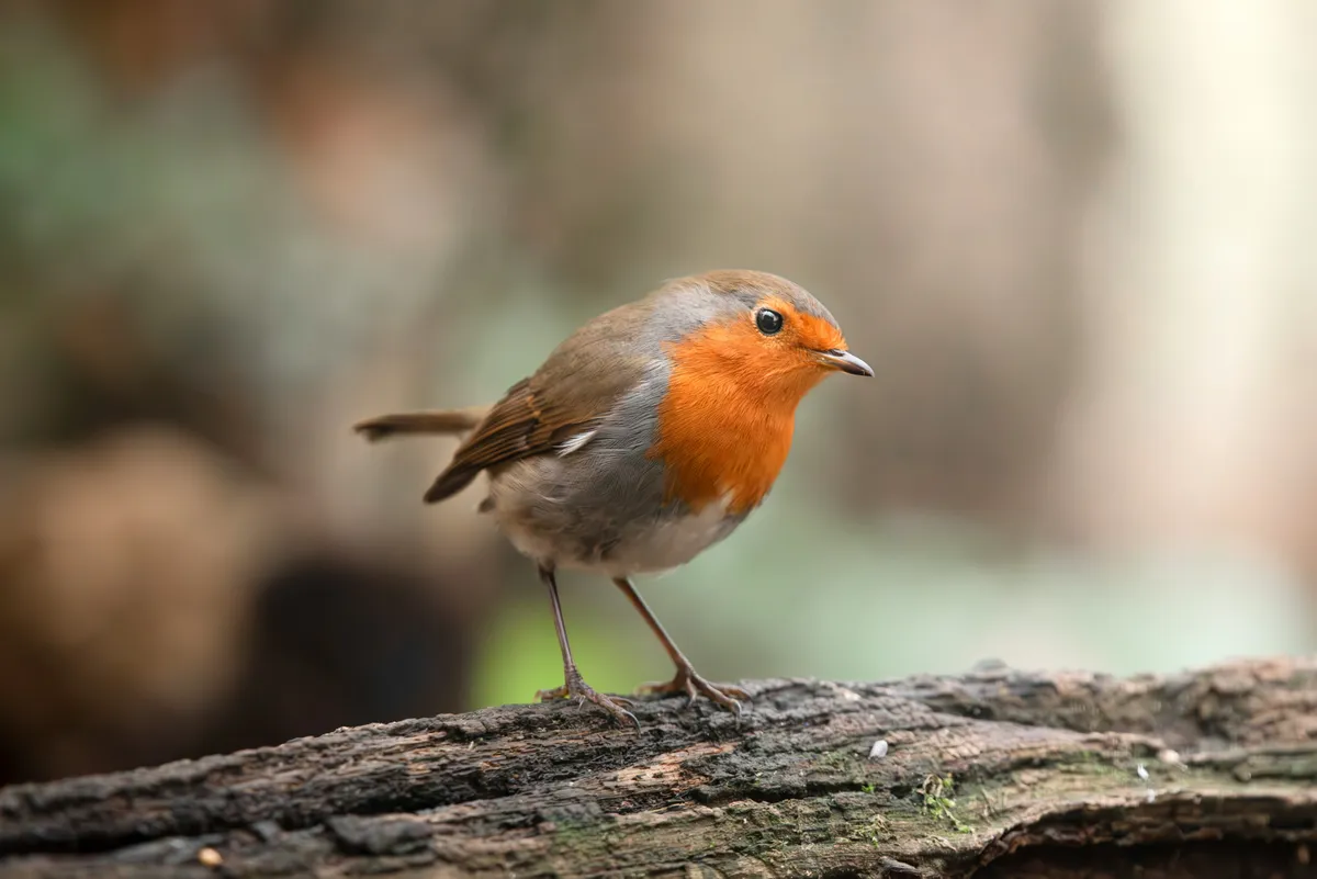Robin