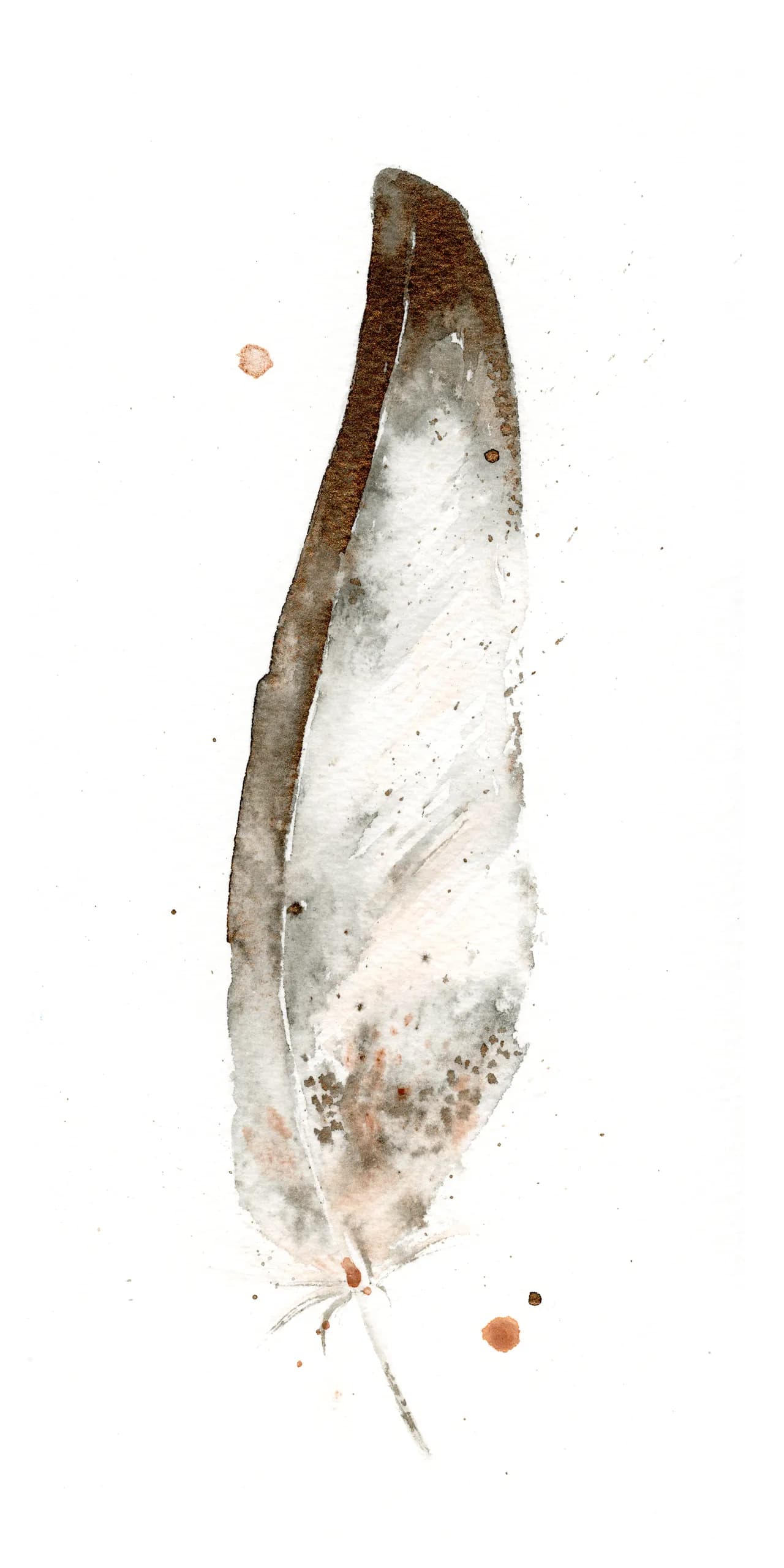 Bald Eagle — watercolor by Shayna Larsen