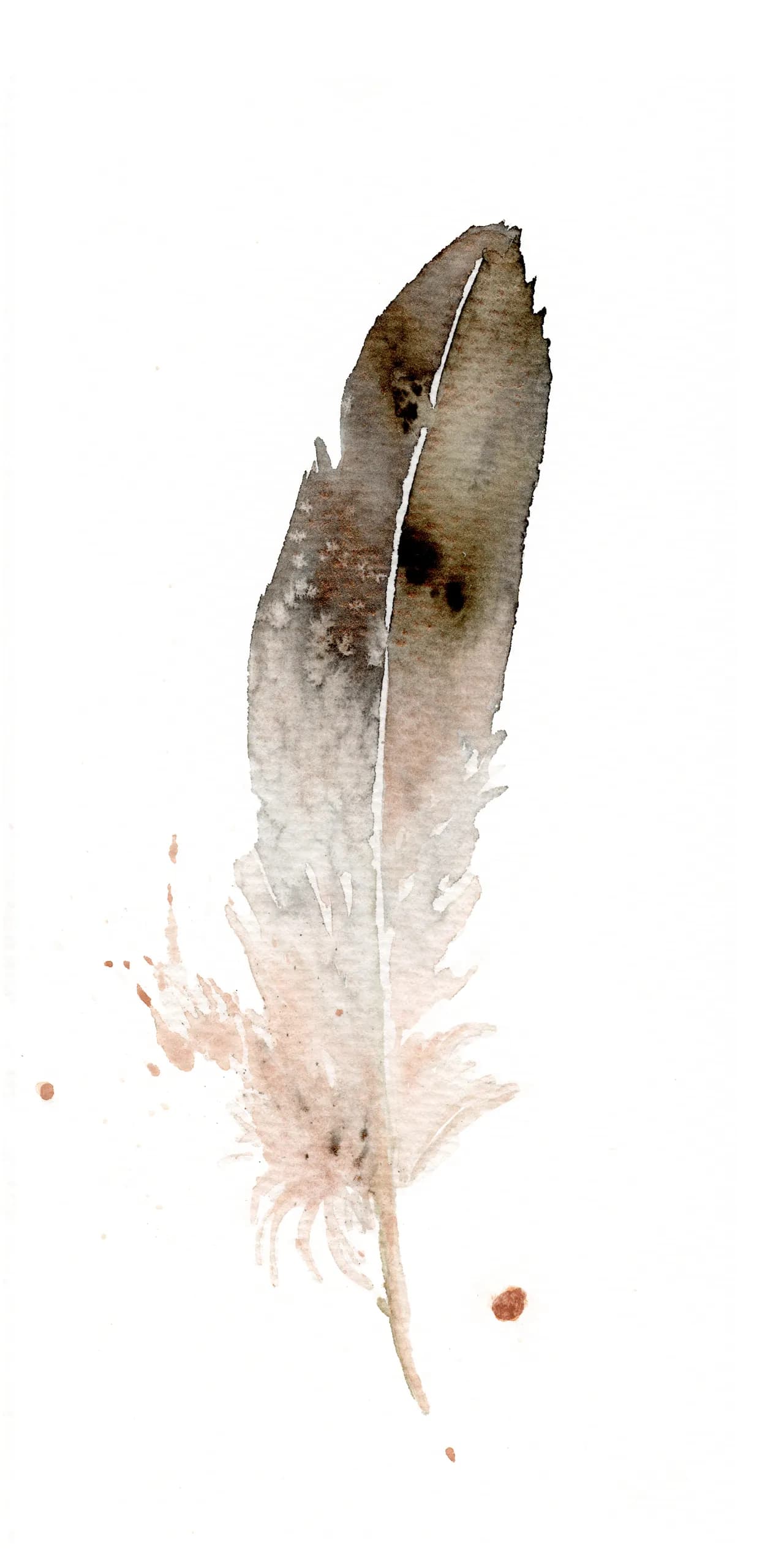 Bald Eagle — watercolor by Shayna Larsen