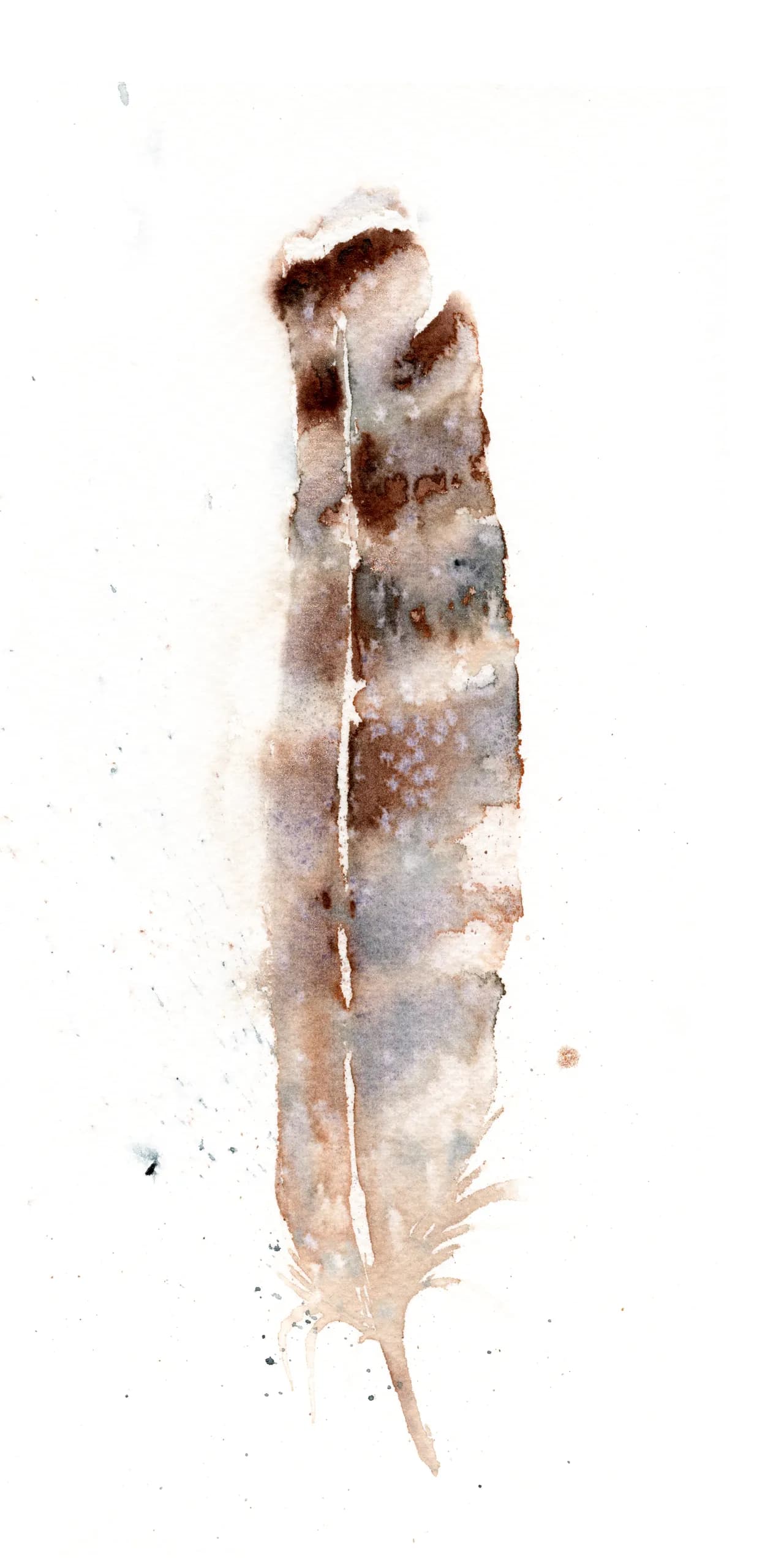 Red-tailed Hawk — watercolor by Shayna Larsen