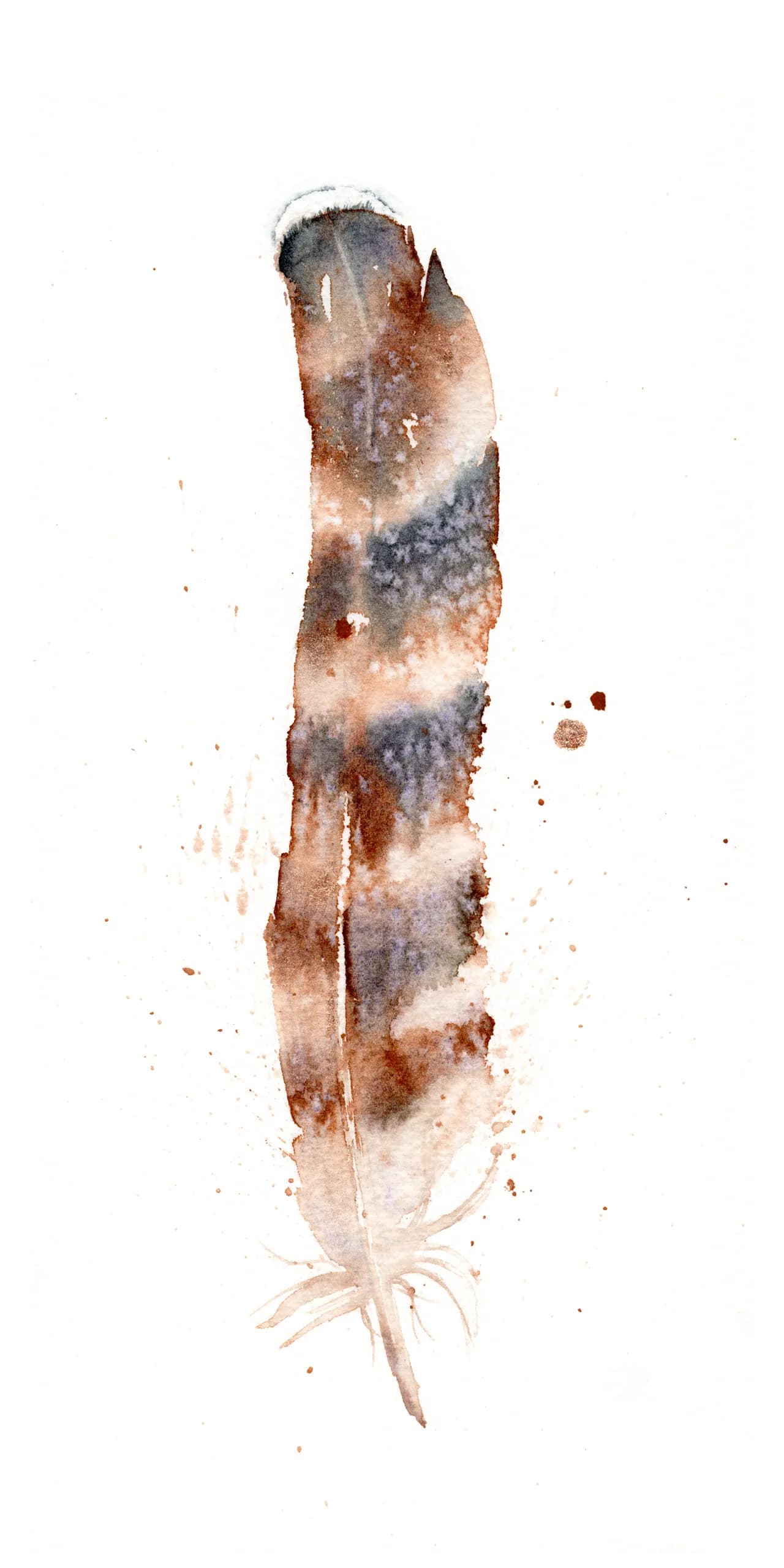 Hawk — watercolor by Shayna Larsen