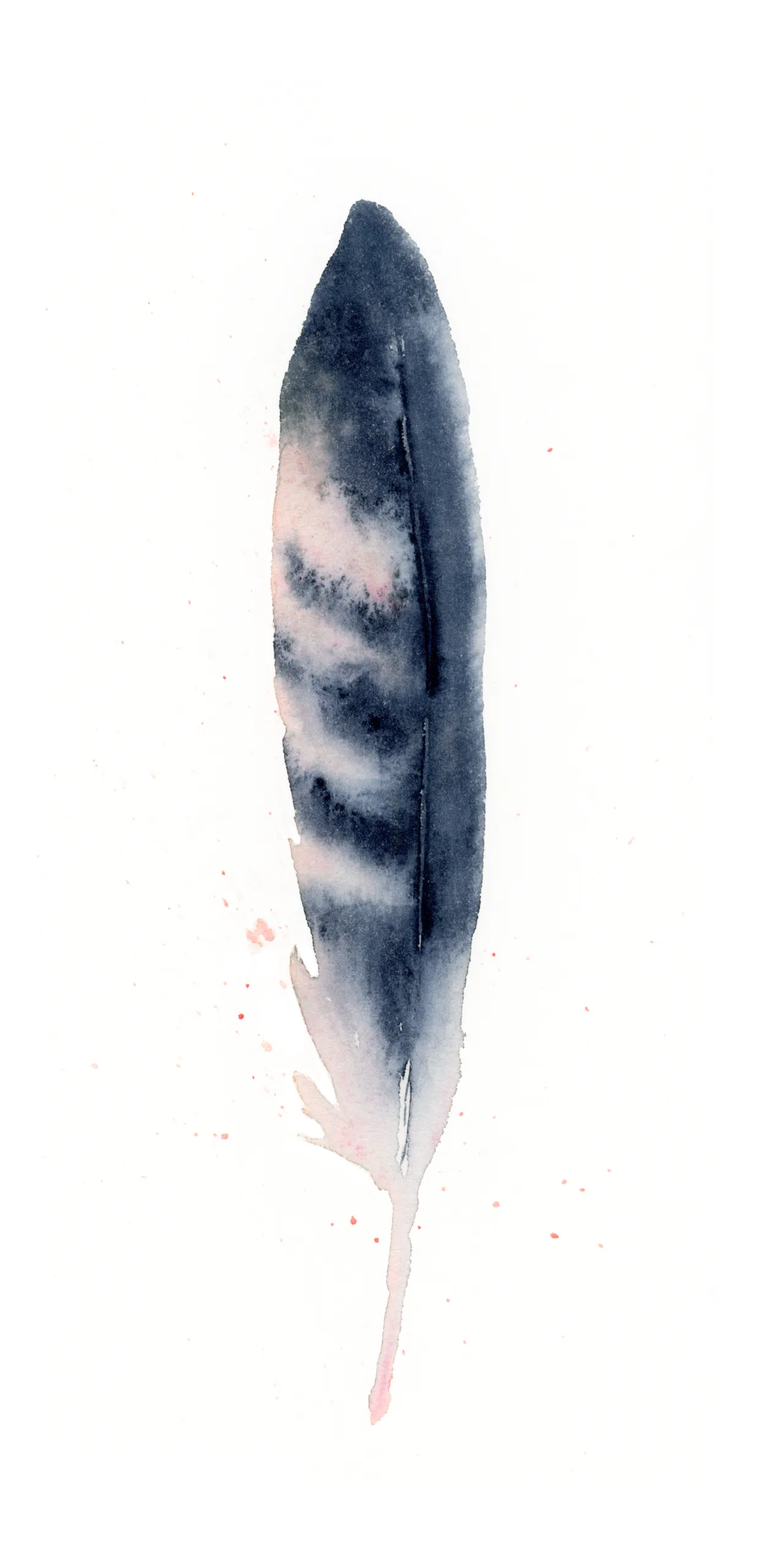 Blue Jay — watercolor by Shayna Larsen