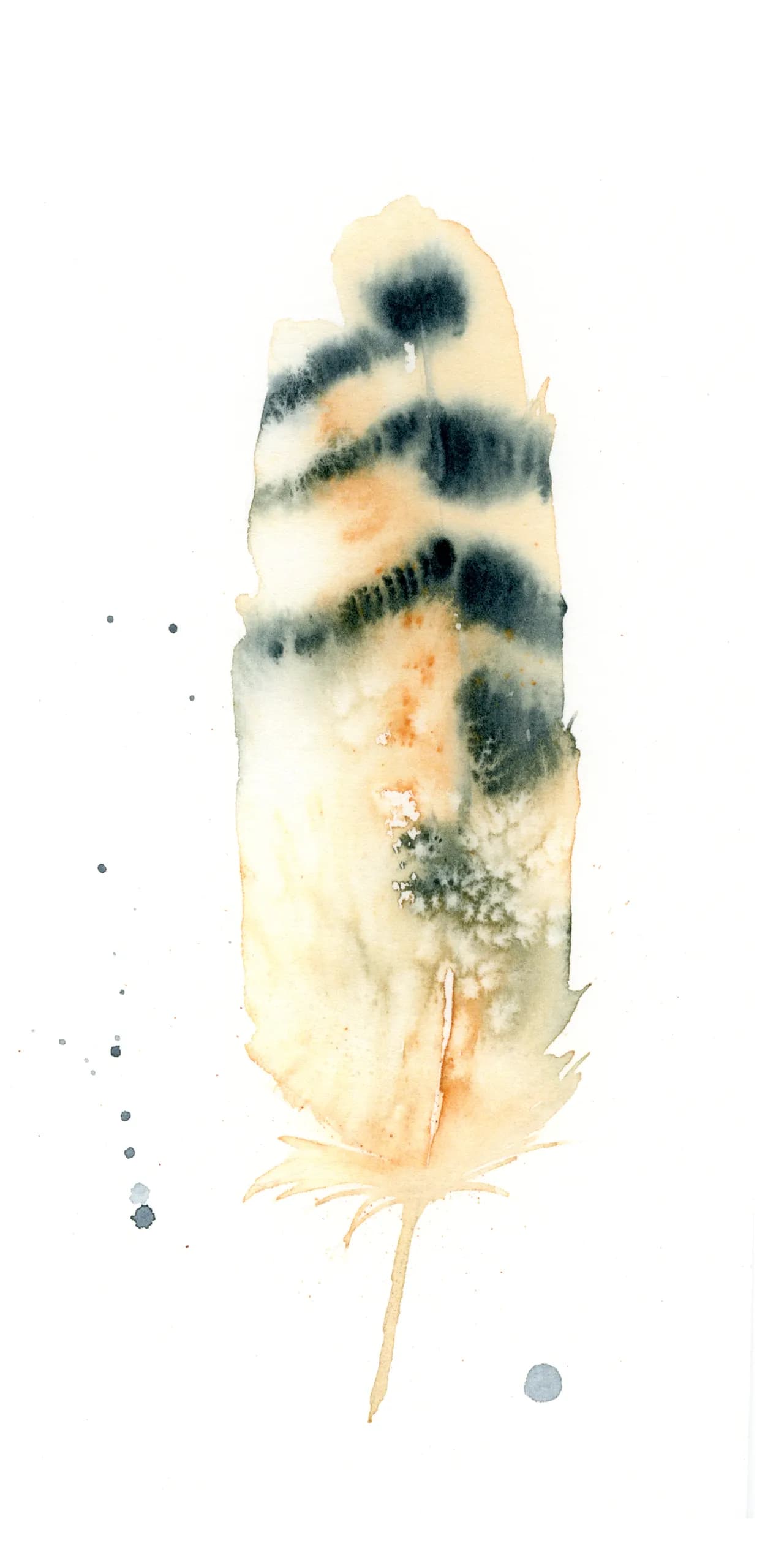 Common Grackle — watercolor by Shayna Larsen