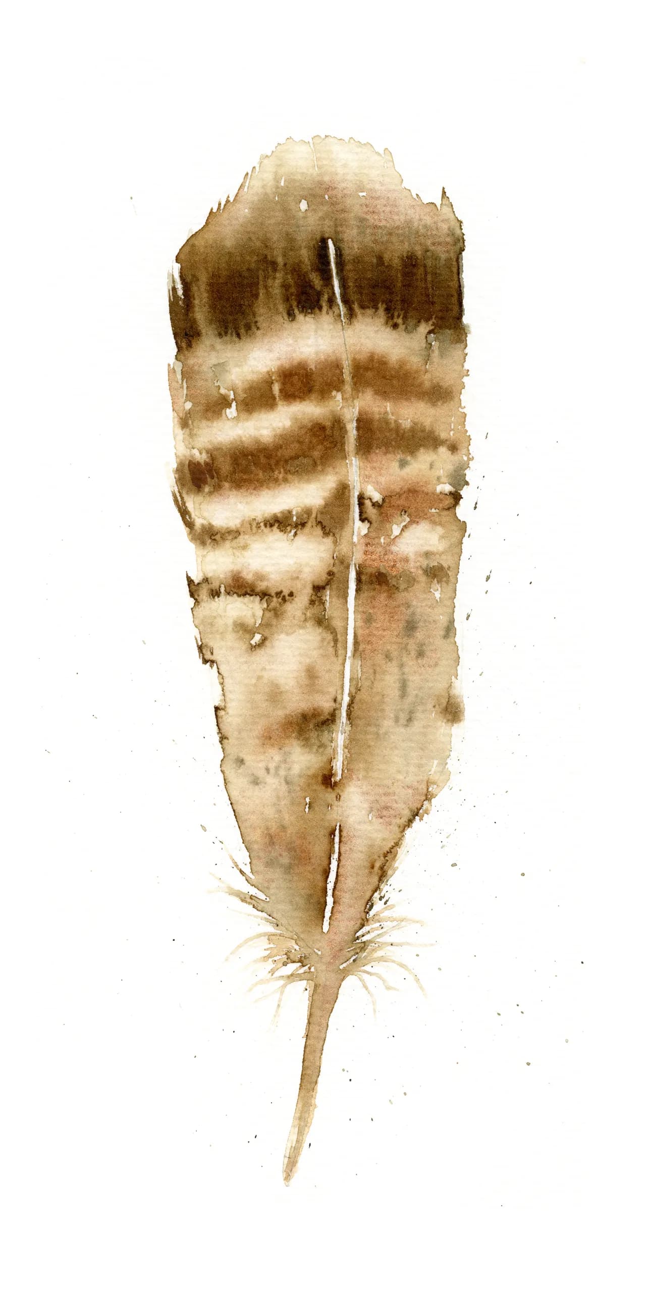 Wild Turkey — watercolor by Shayna Larsen