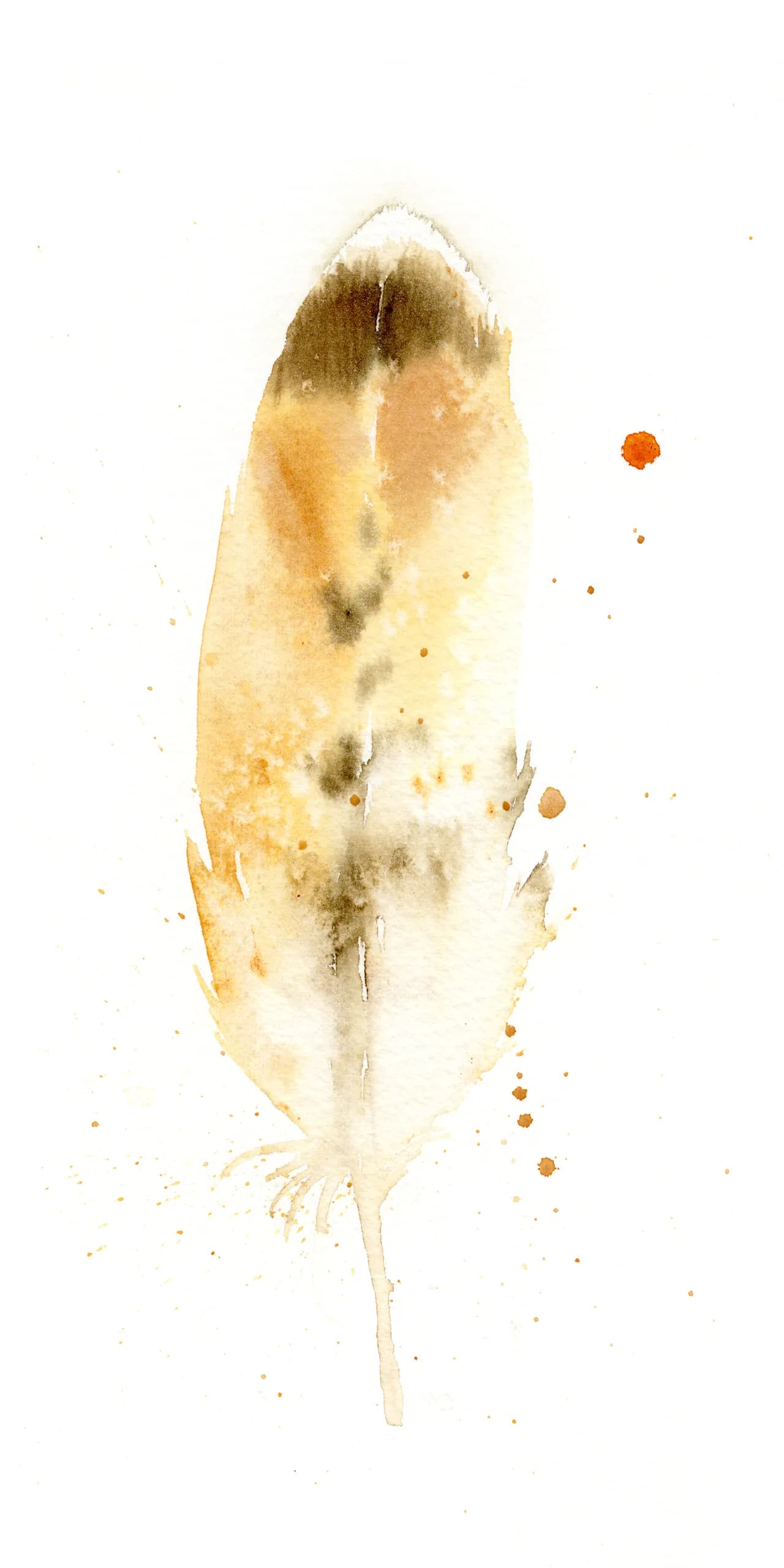 Hawk — watercolor by Shayna Larsen