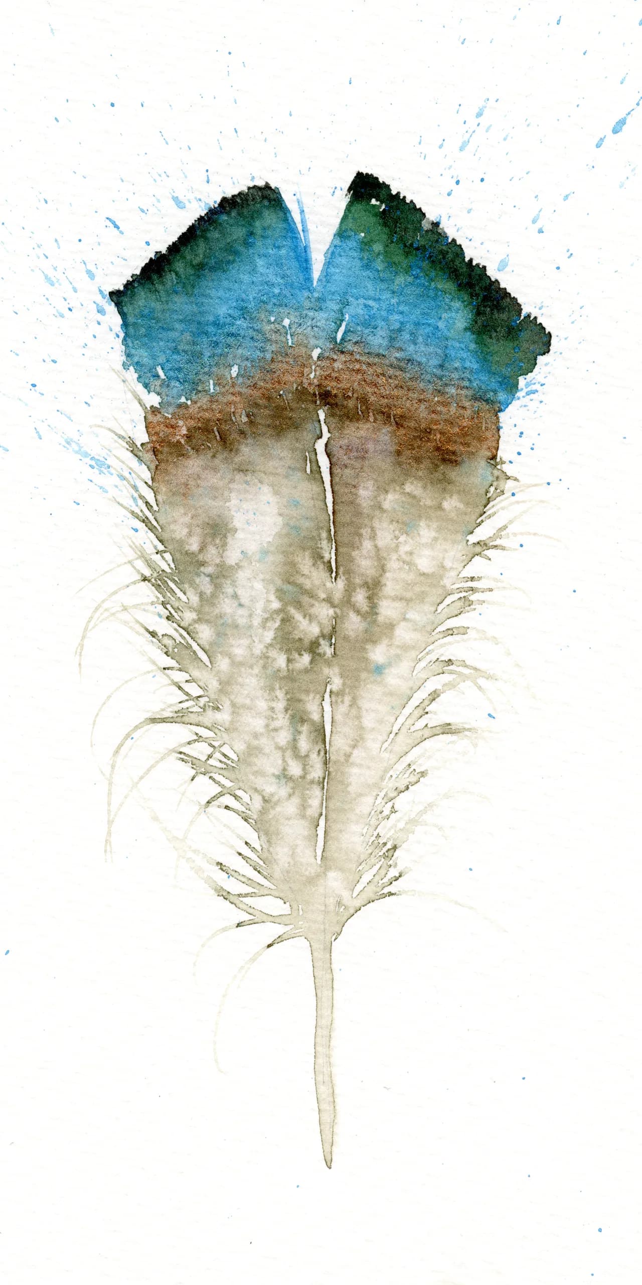 Blue Jay — watercolor by Shayna Larsen