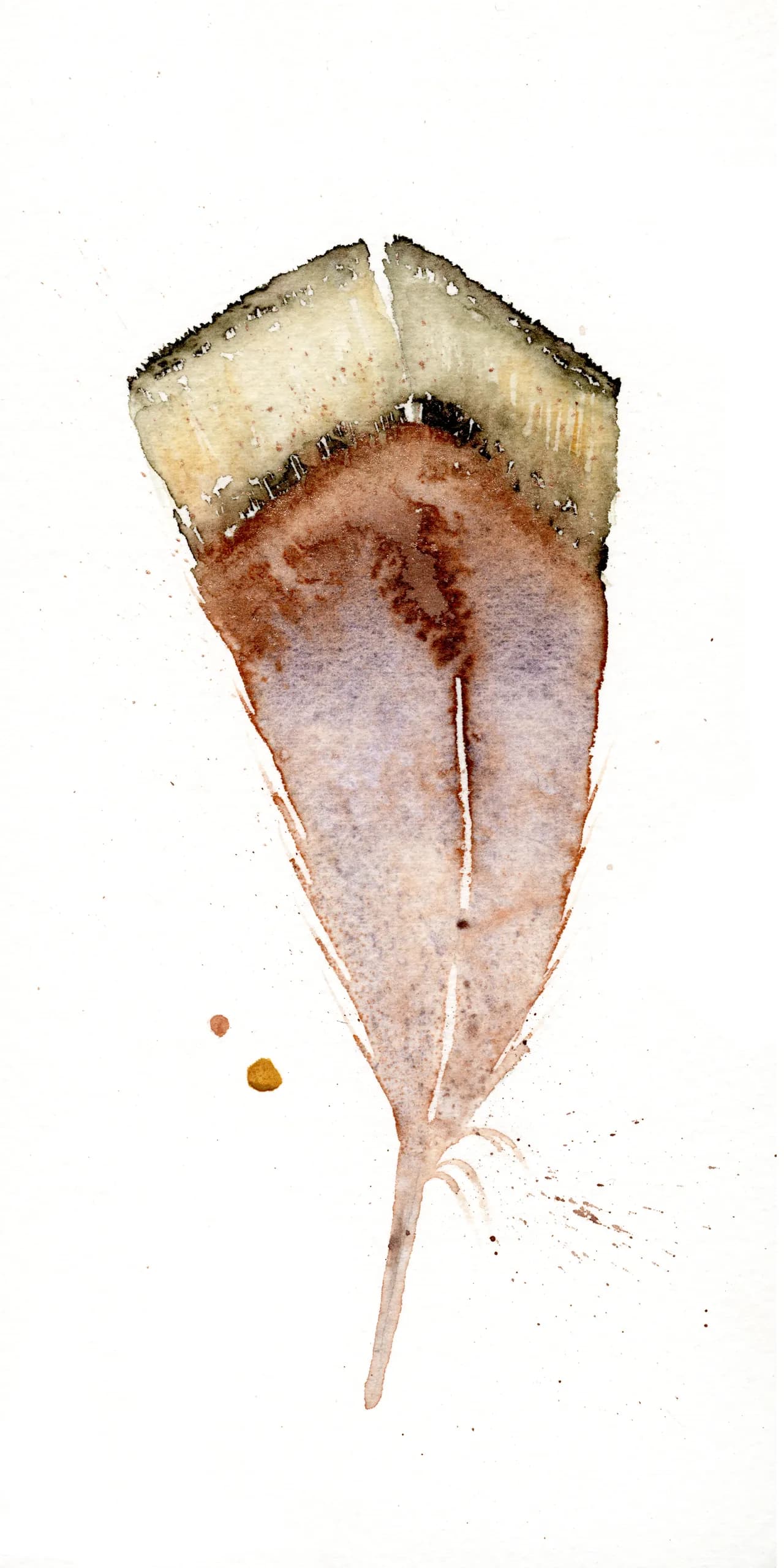 Red-tailed Hawk — watercolor by Shayna Larsen
