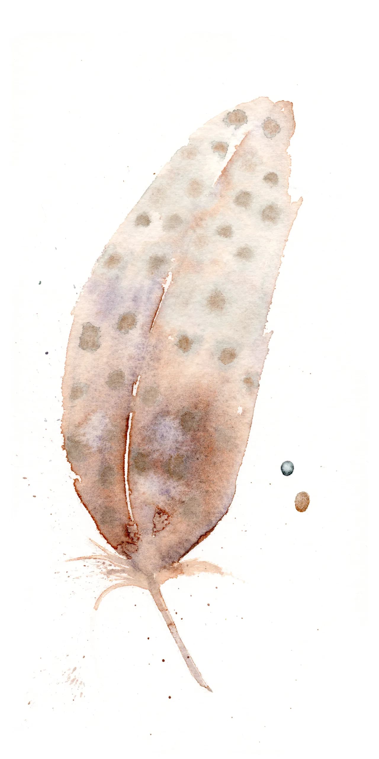 Spotted Towhee — watercolor by Shayna Larsen