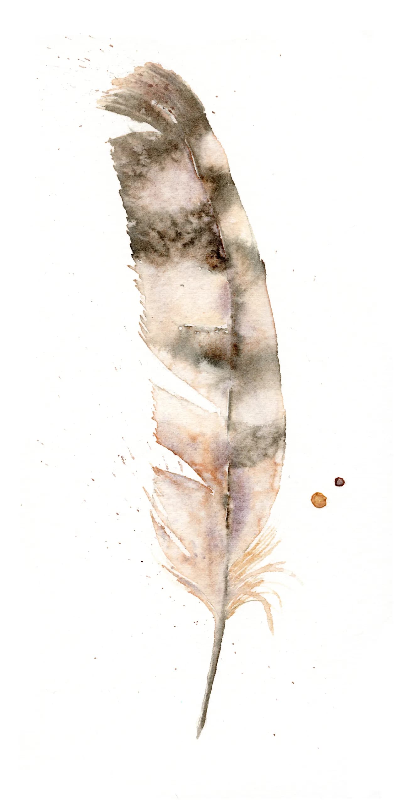 Hawk — watercolor by Shayna Larsen