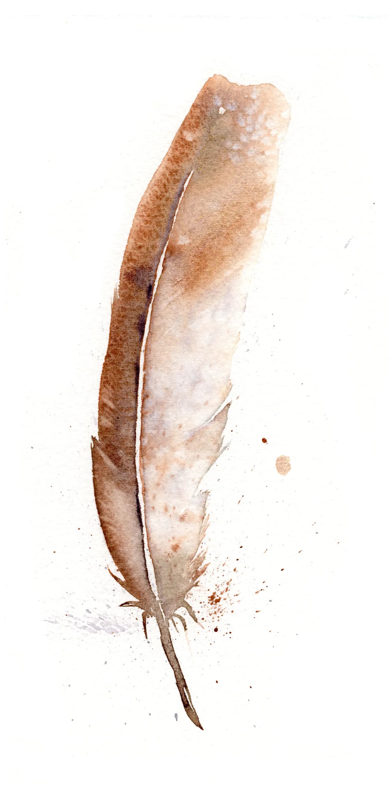 American Robin - Male — watercolor by Shayna Larsen
