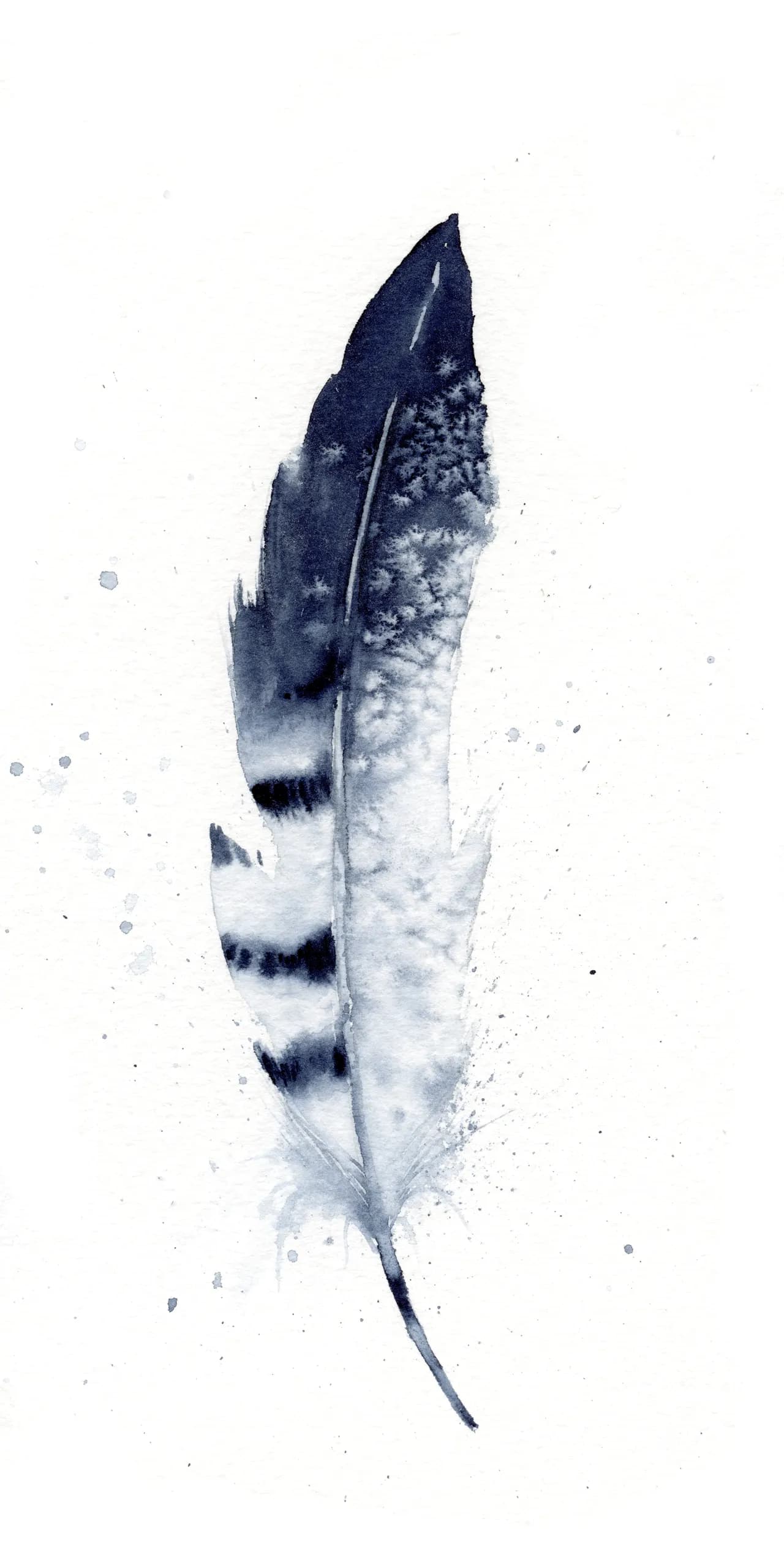 Blue Jay — watercolor by Shayna Larsen