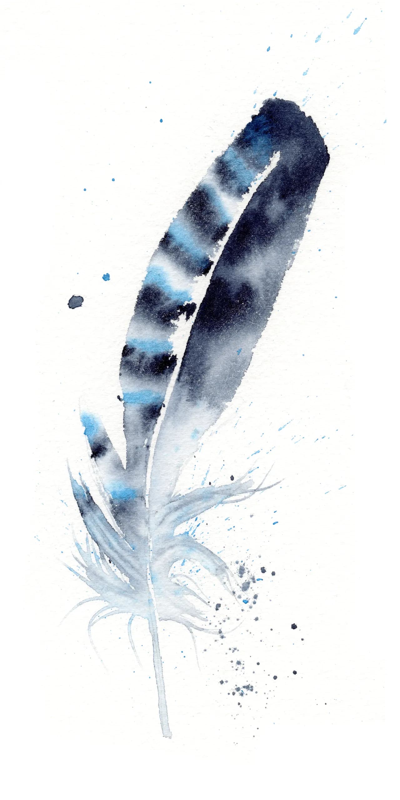 Blue Jay — watercolor by Shayna Larsen