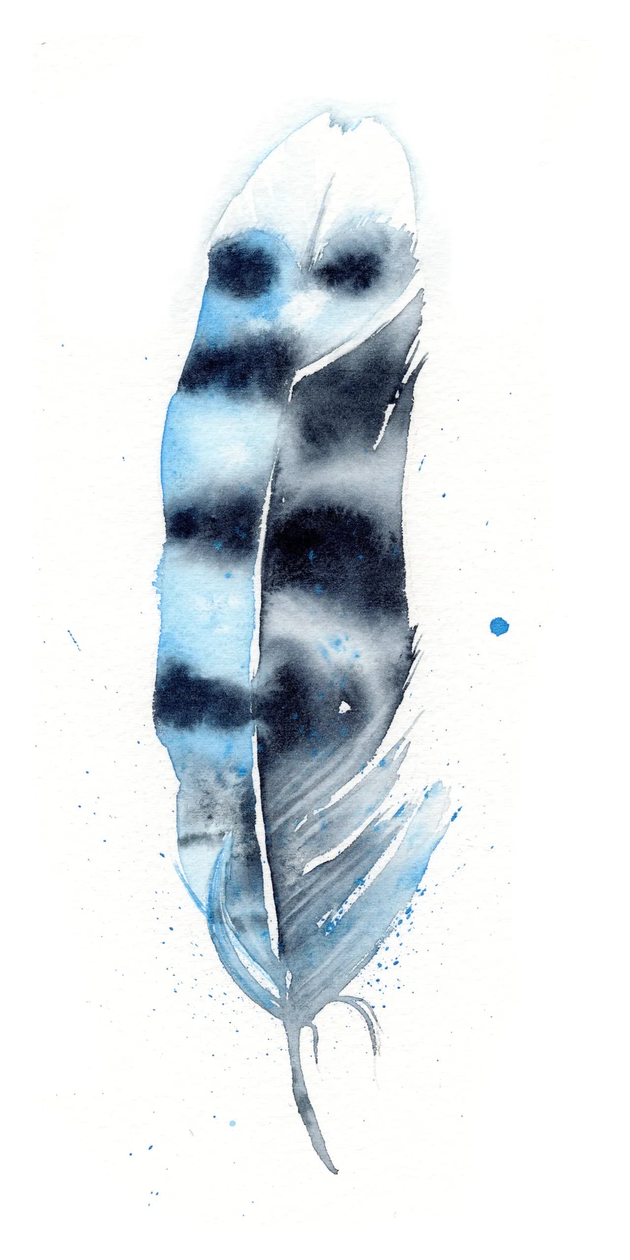 Blue Jay — watercolor by Shayna Larsen