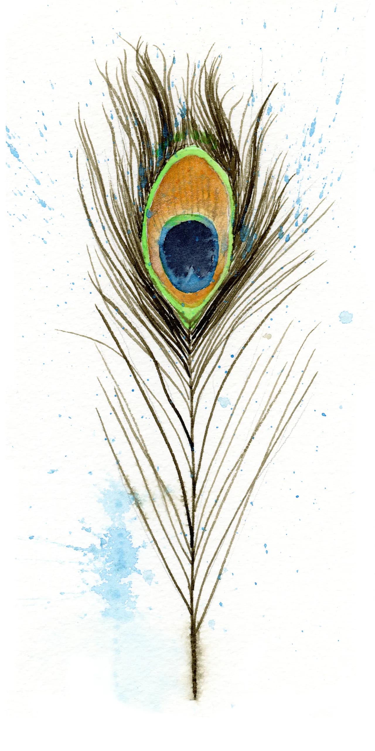 Peacock — watercolor by Shayna Larsen