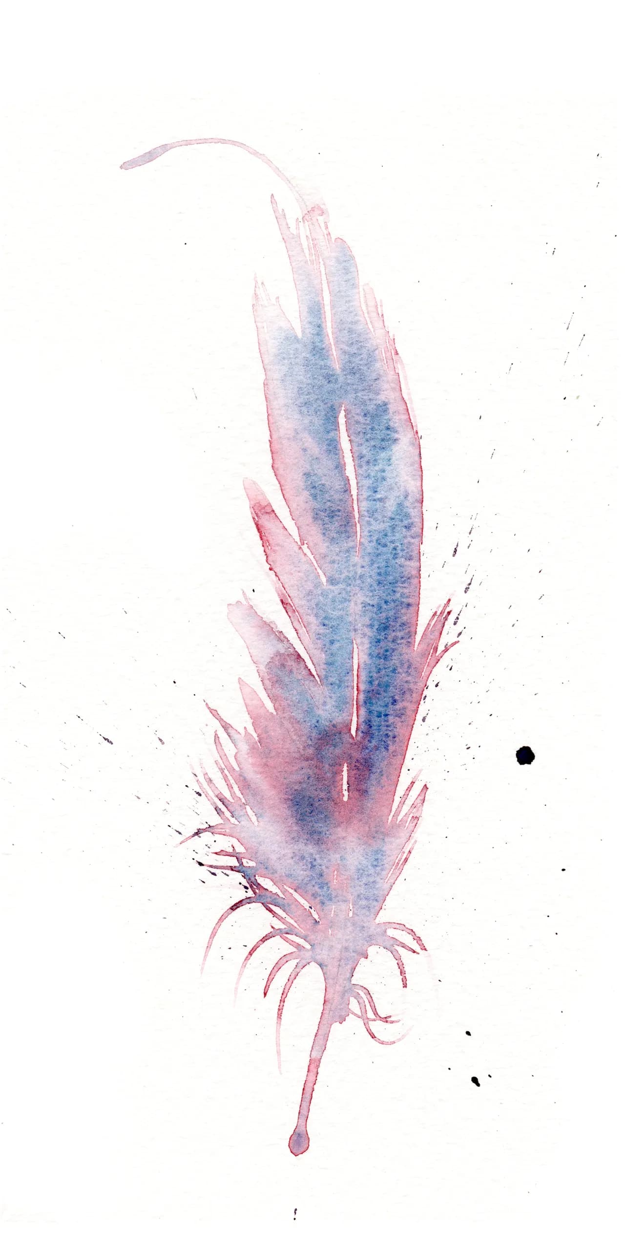 Blue Jay — watercolor by Shayna Larsen