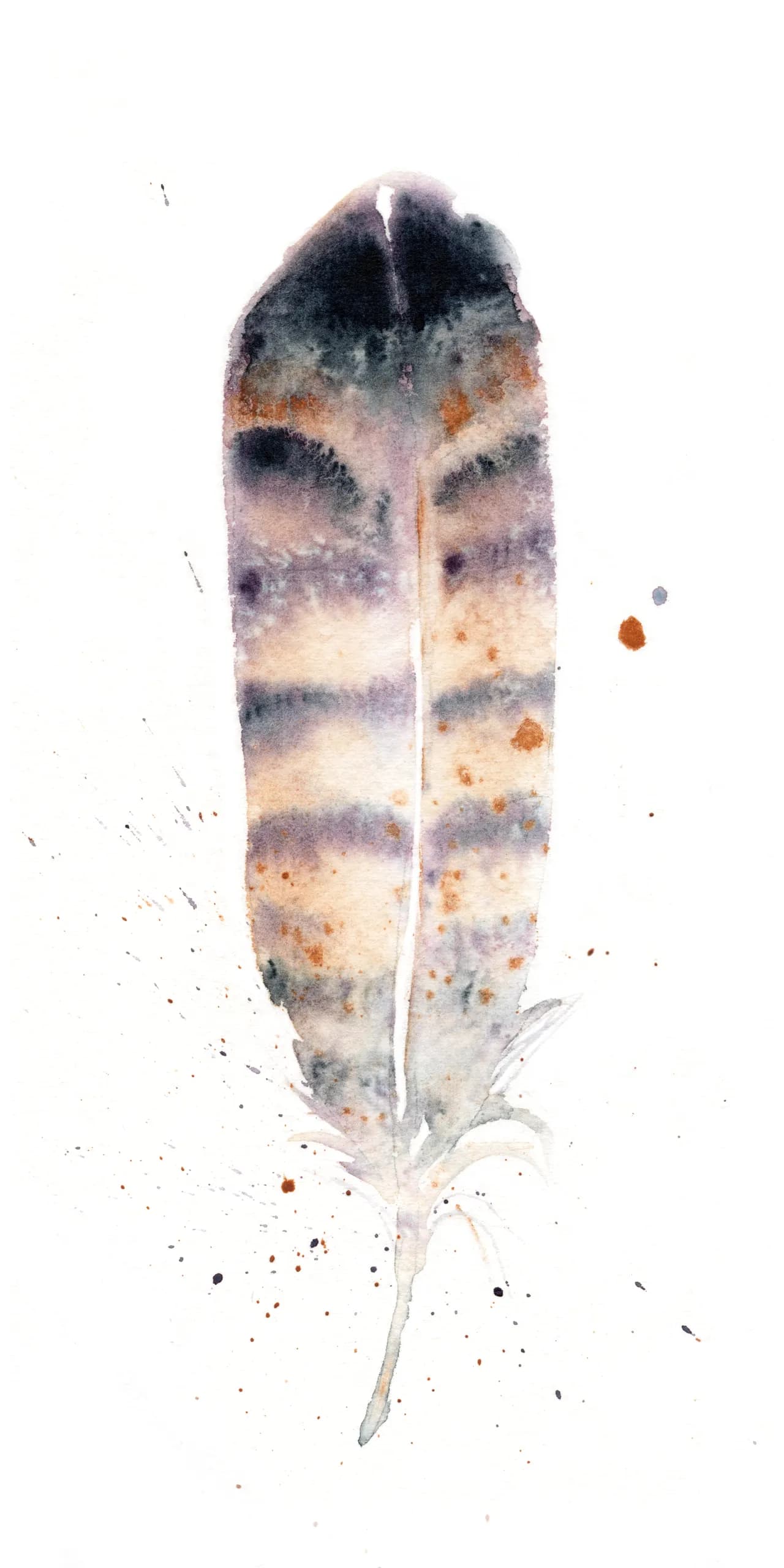 Red Tailed Hawk — watercolor by Shayna Larsen