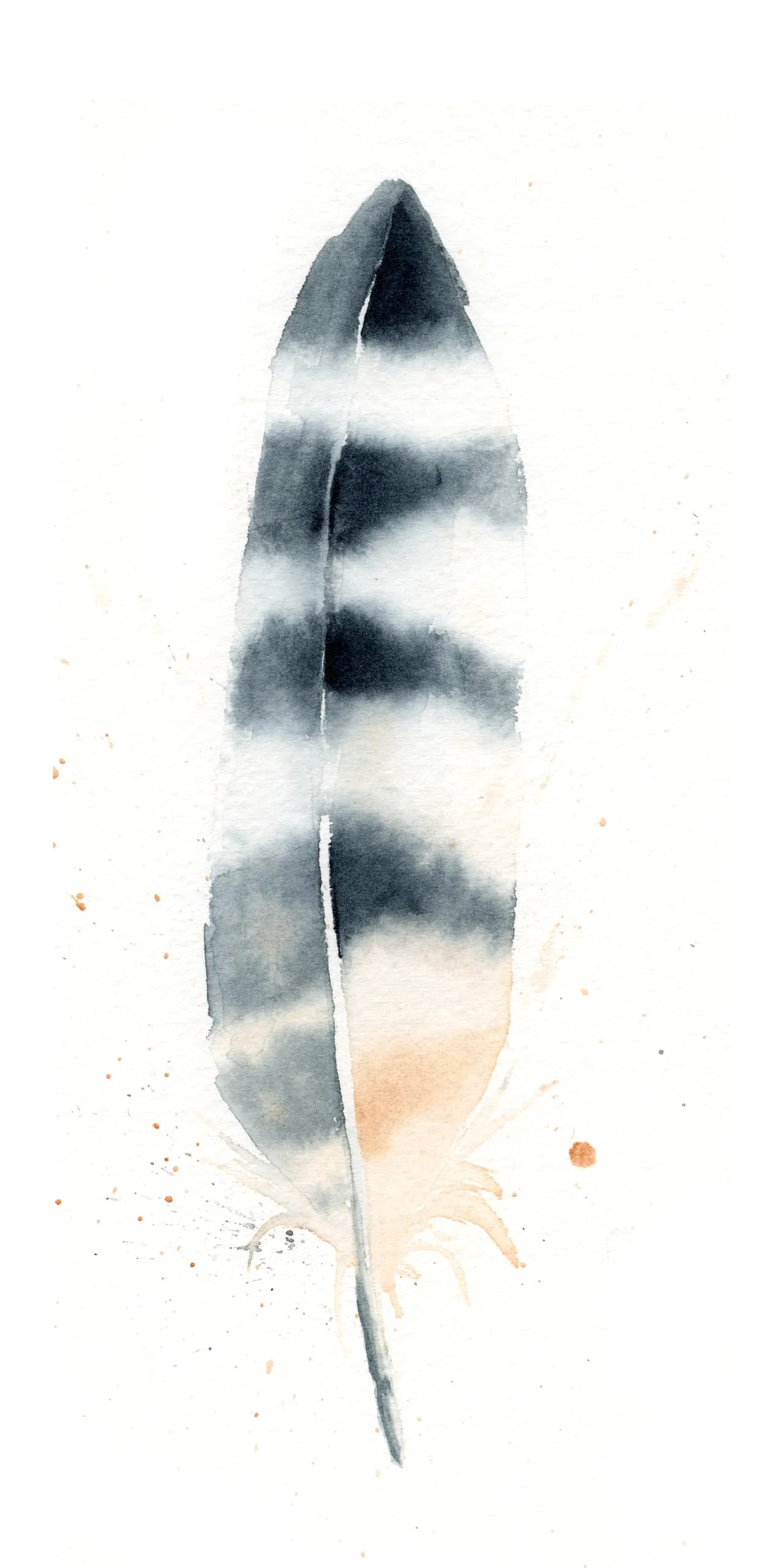 Red Shoulder Hawk — watercolor by Shayna Larsen