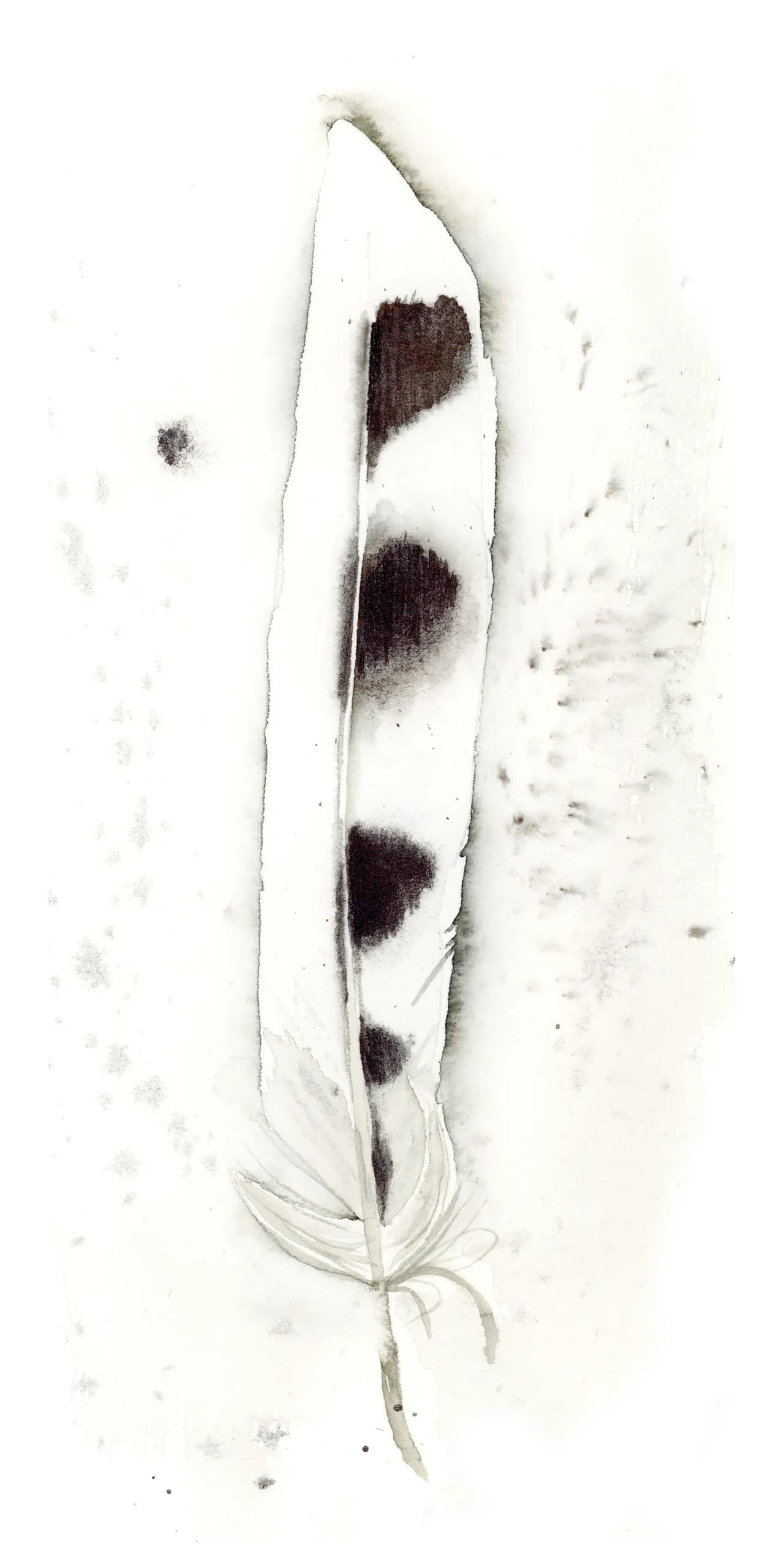 American Kestral — watercolor by Shayna Larsen