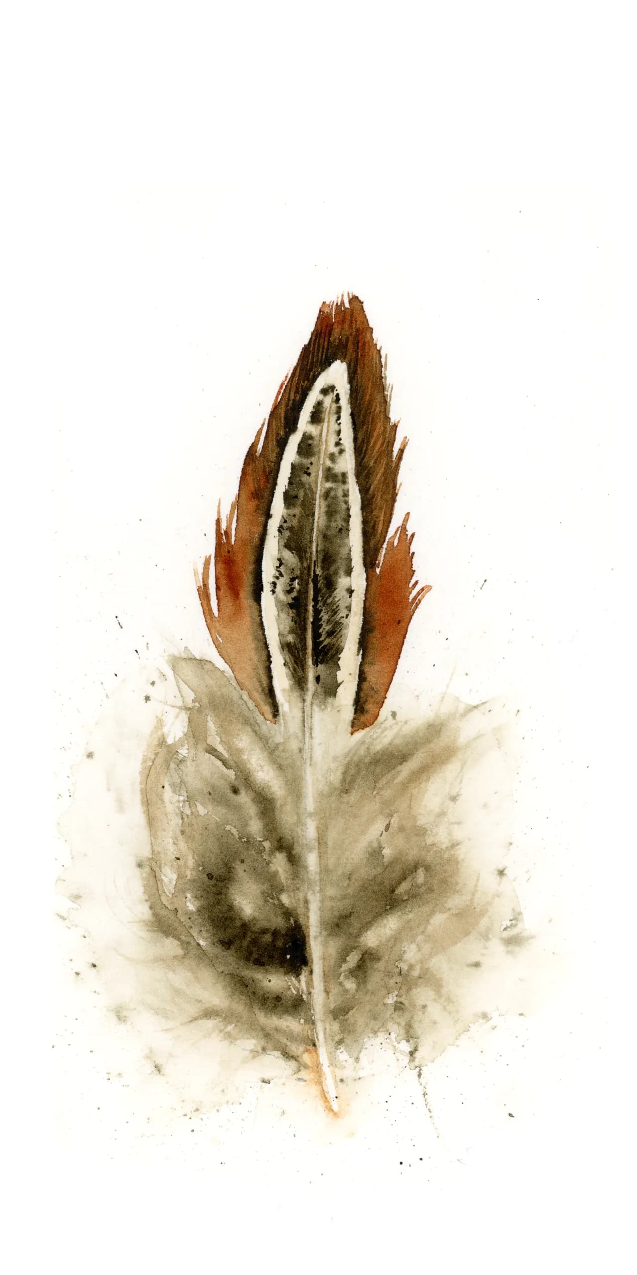 Julie's Bird — watercolor by Shayna Larsen