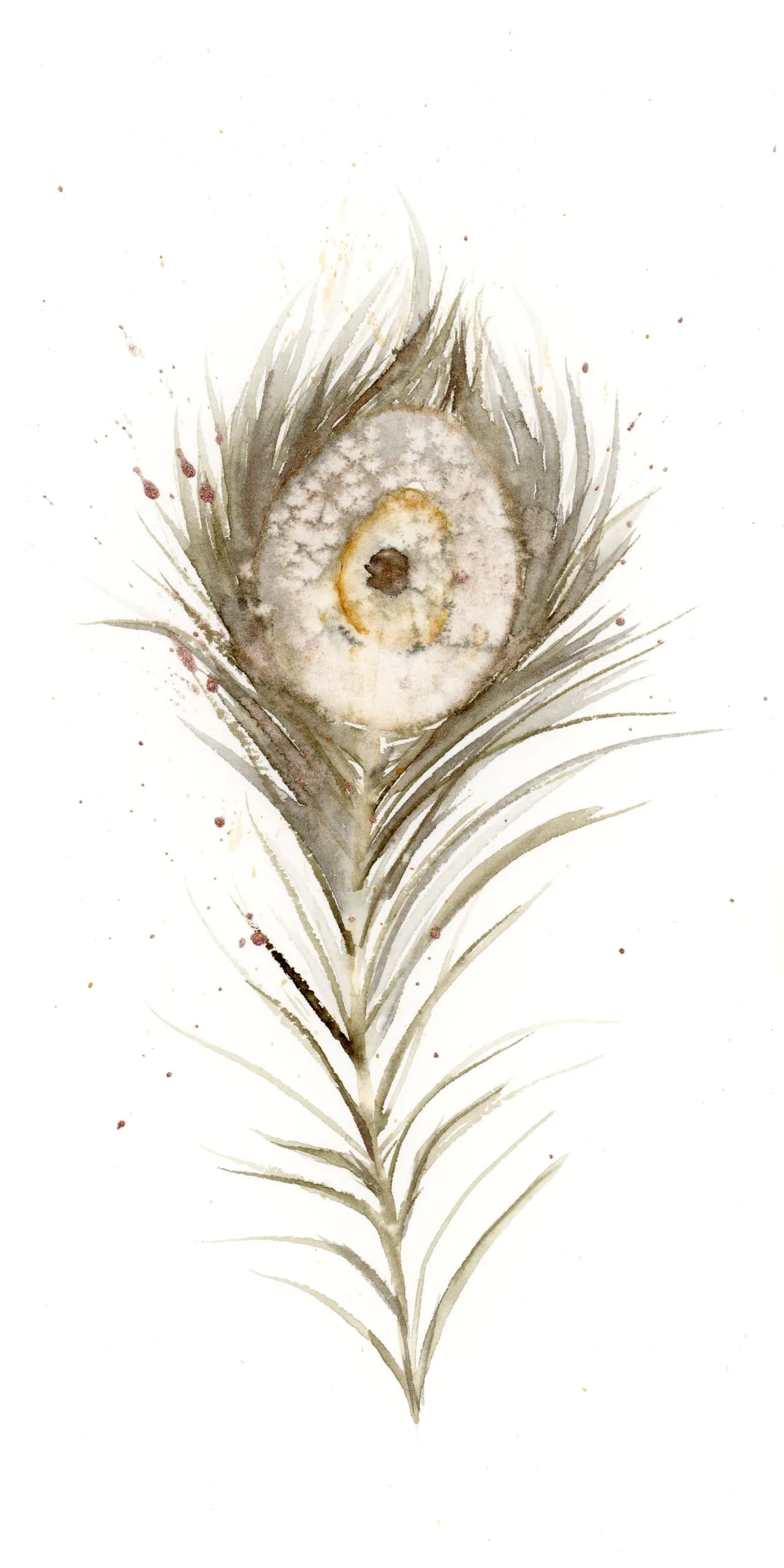 Peacock — watercolor by Shayna Larsen