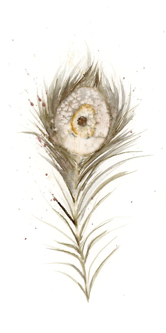 Peacock — watercolor by Shayna Larsen