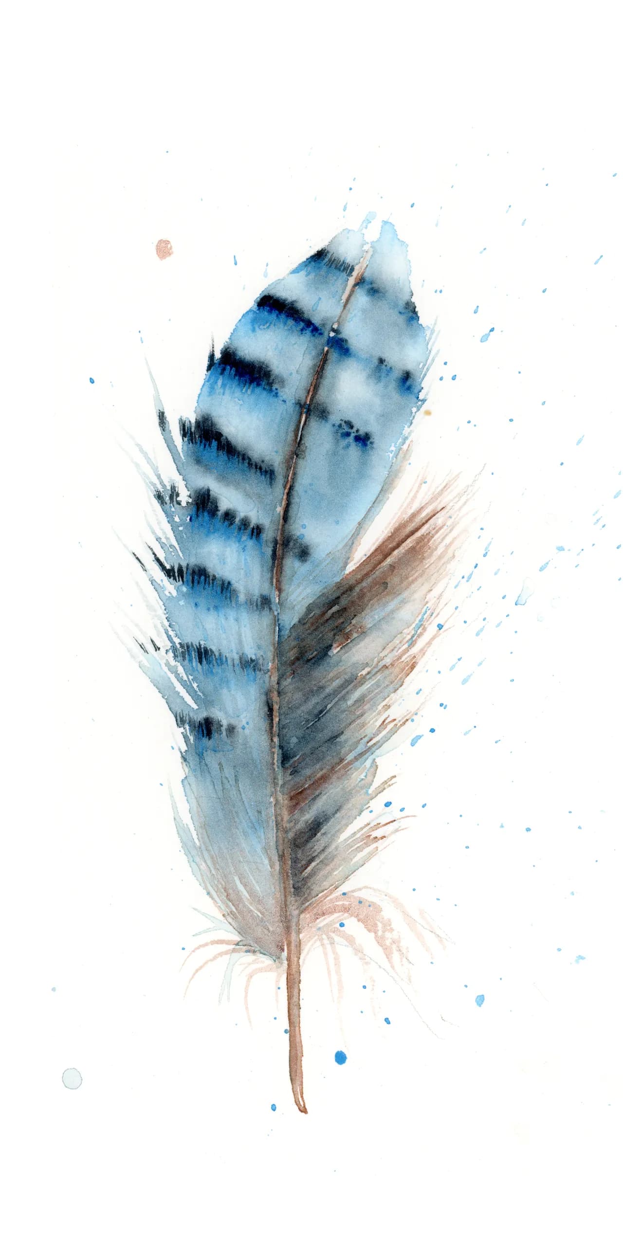 Blue Jay — watercolor by Shayna Larsen