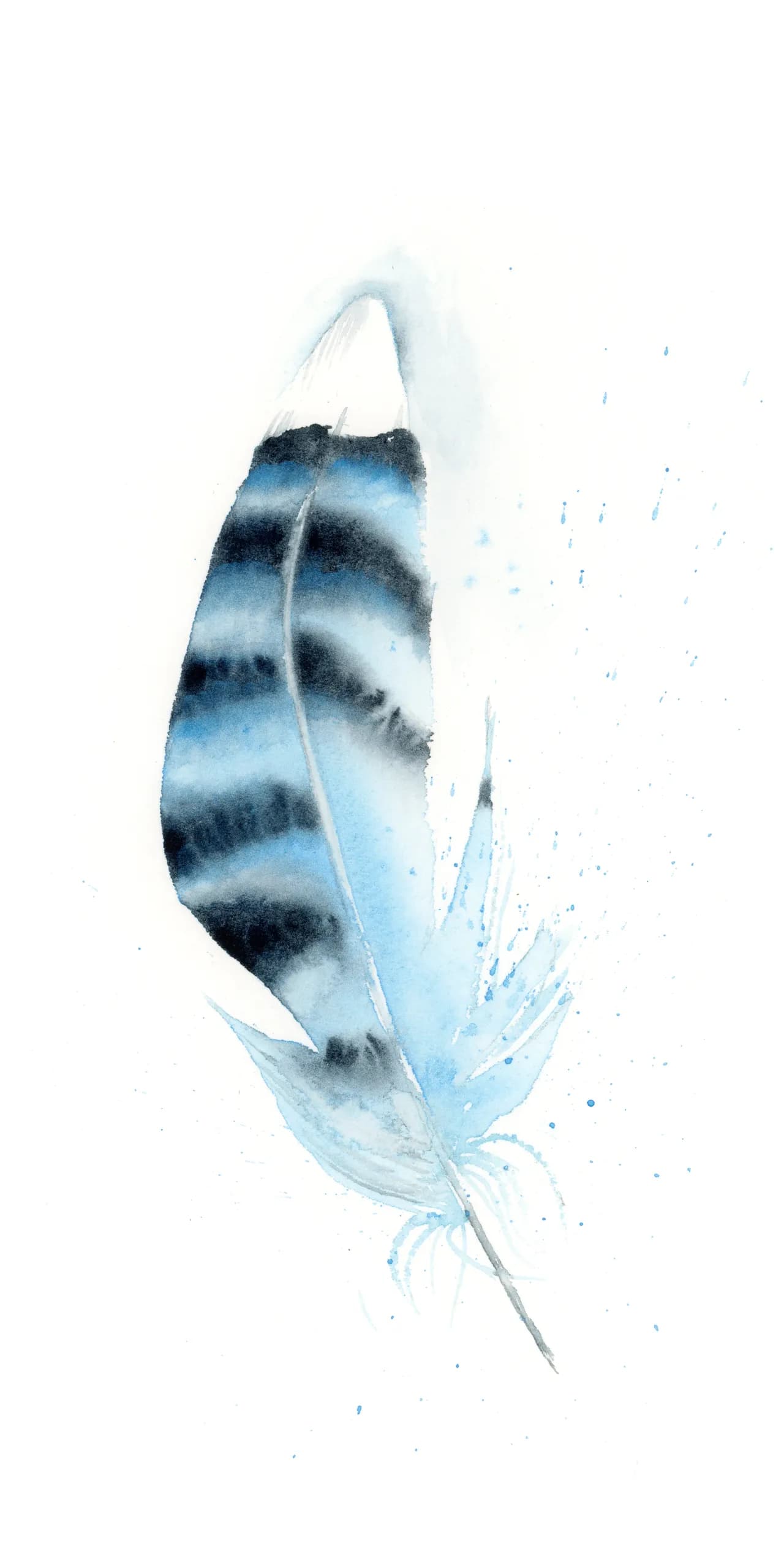 Blue Jay — watercolor by Shayna Larsen
