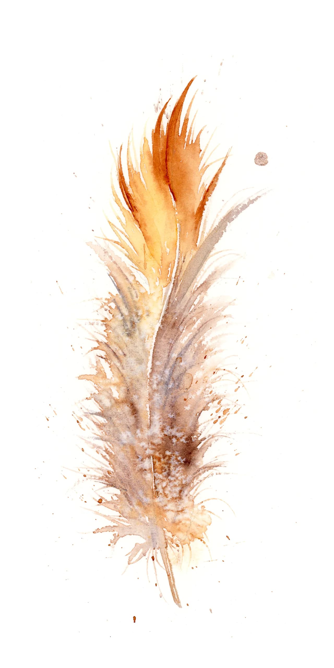 Golden Pheasant — watercolor by Shayna Larsen