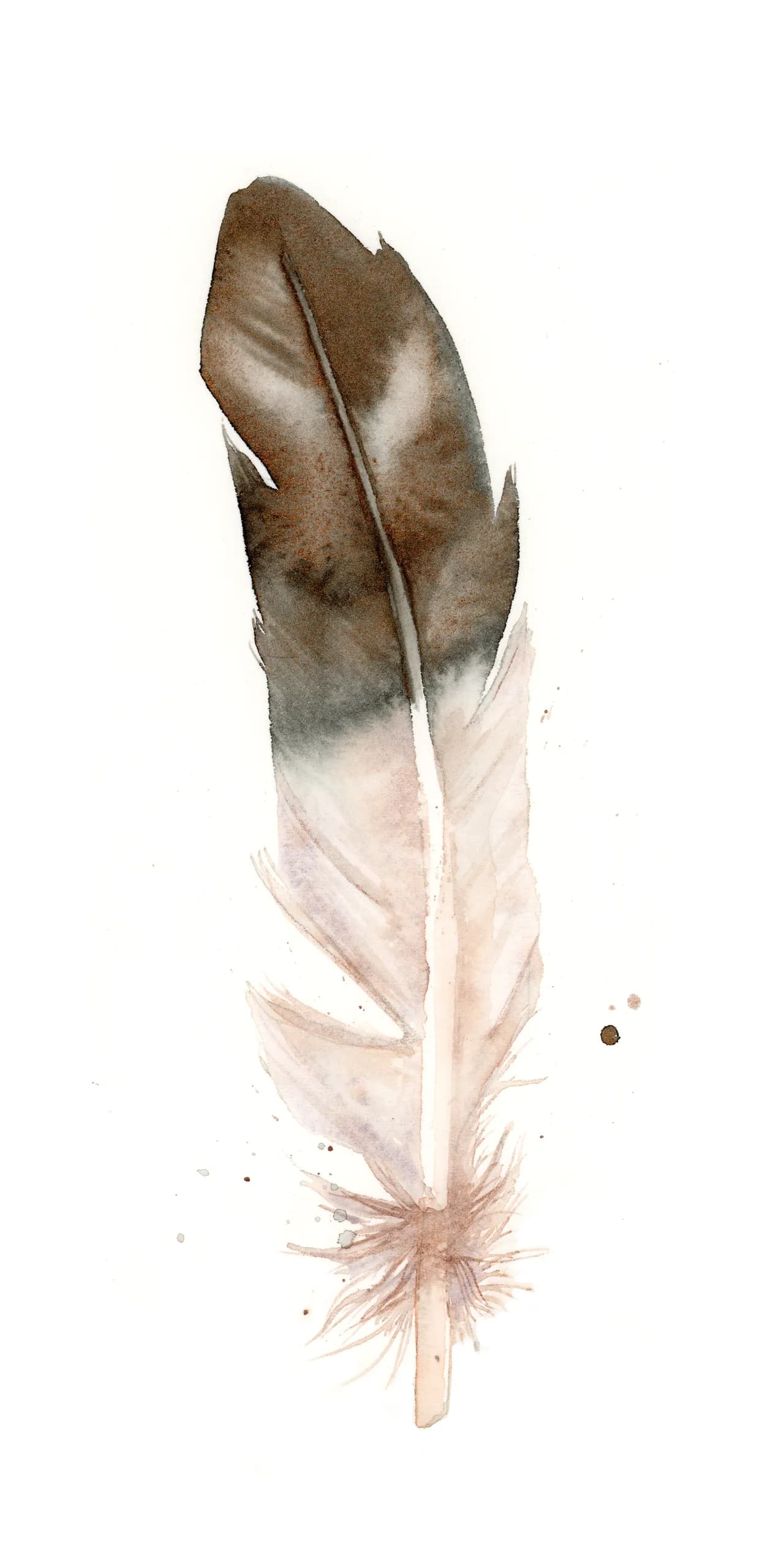 Eagle — watercolor by Shayna Larsen