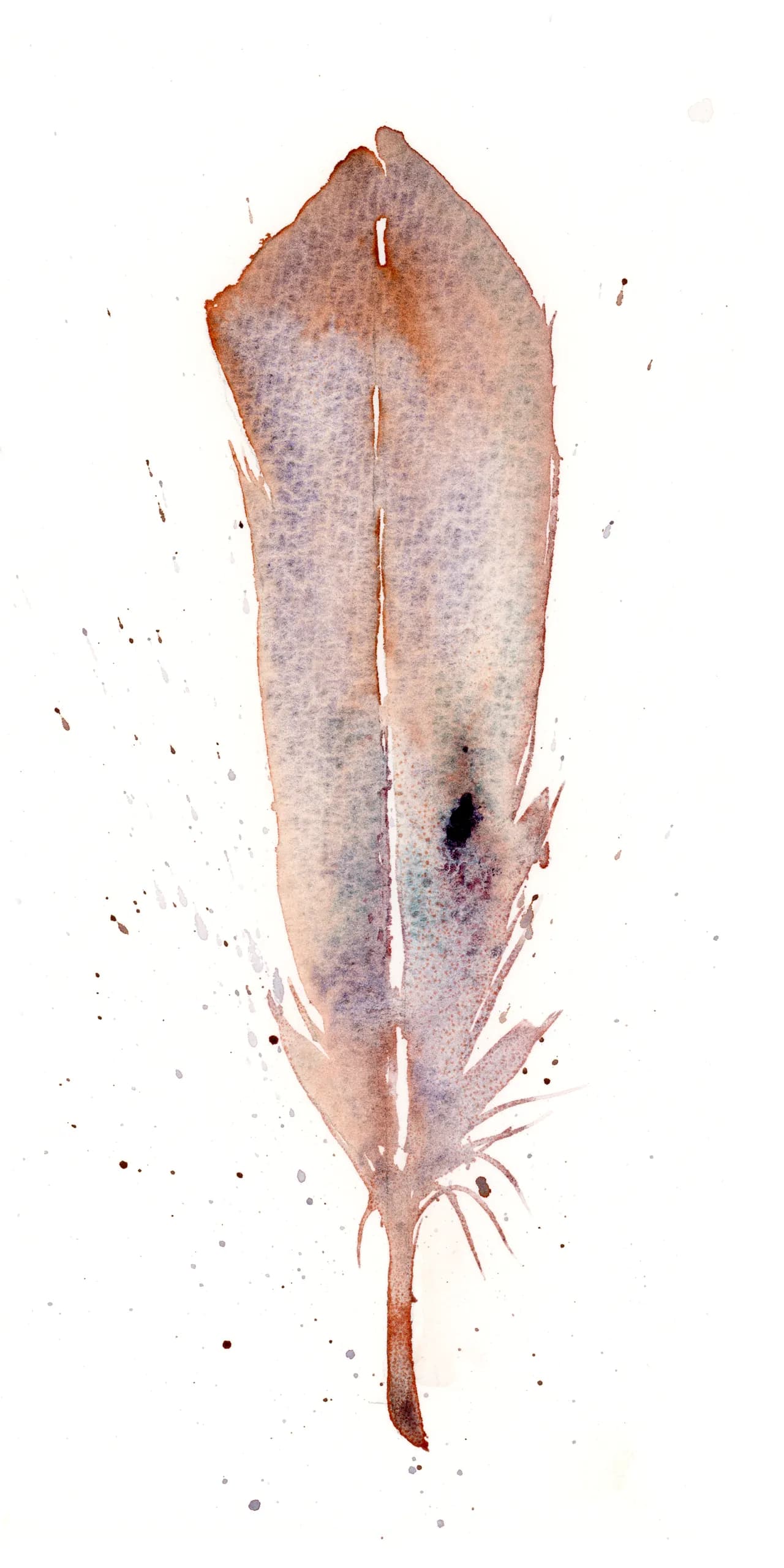 Eurasian Collared-Dove — watercolor by Shayna Larsen