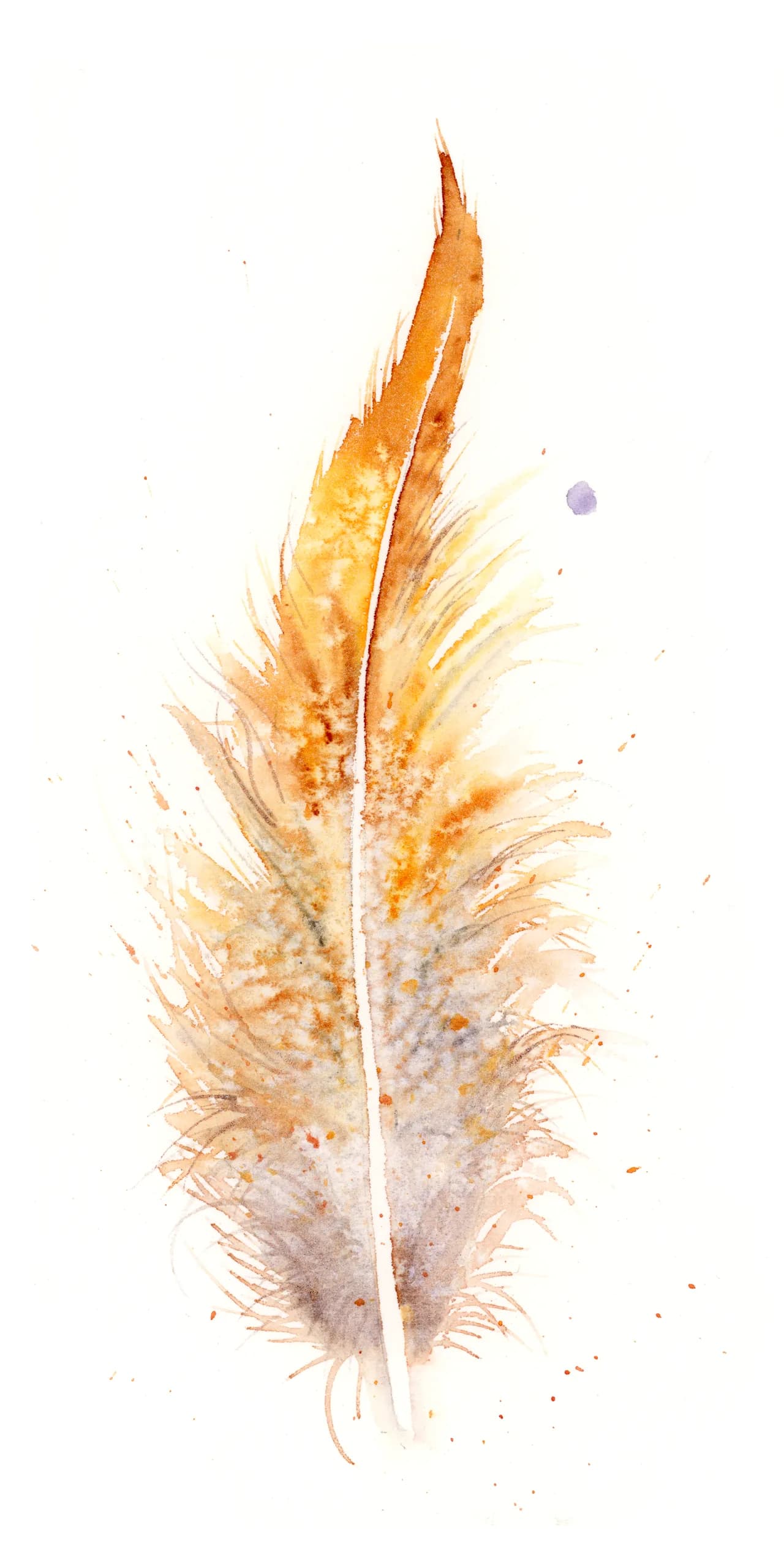 Golden Pheasant — watercolor by Shayna Larsen