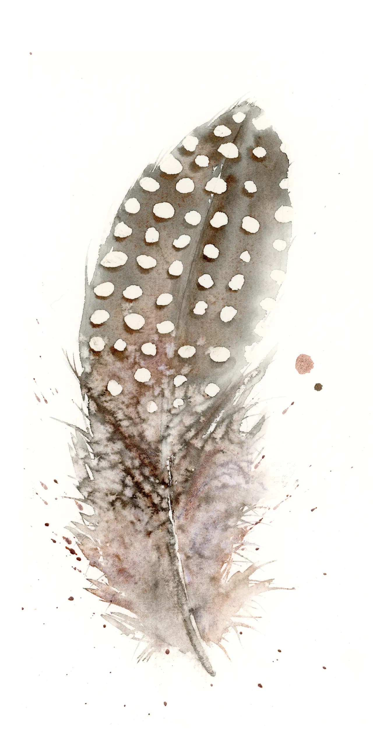 Guinea Fowl — watercolor by Shayna Larsen