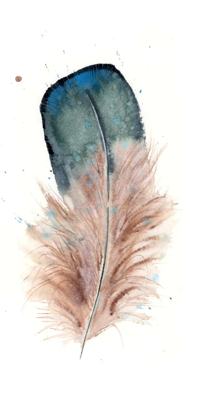 Blue Jay — watercolor by Shayna Larsen