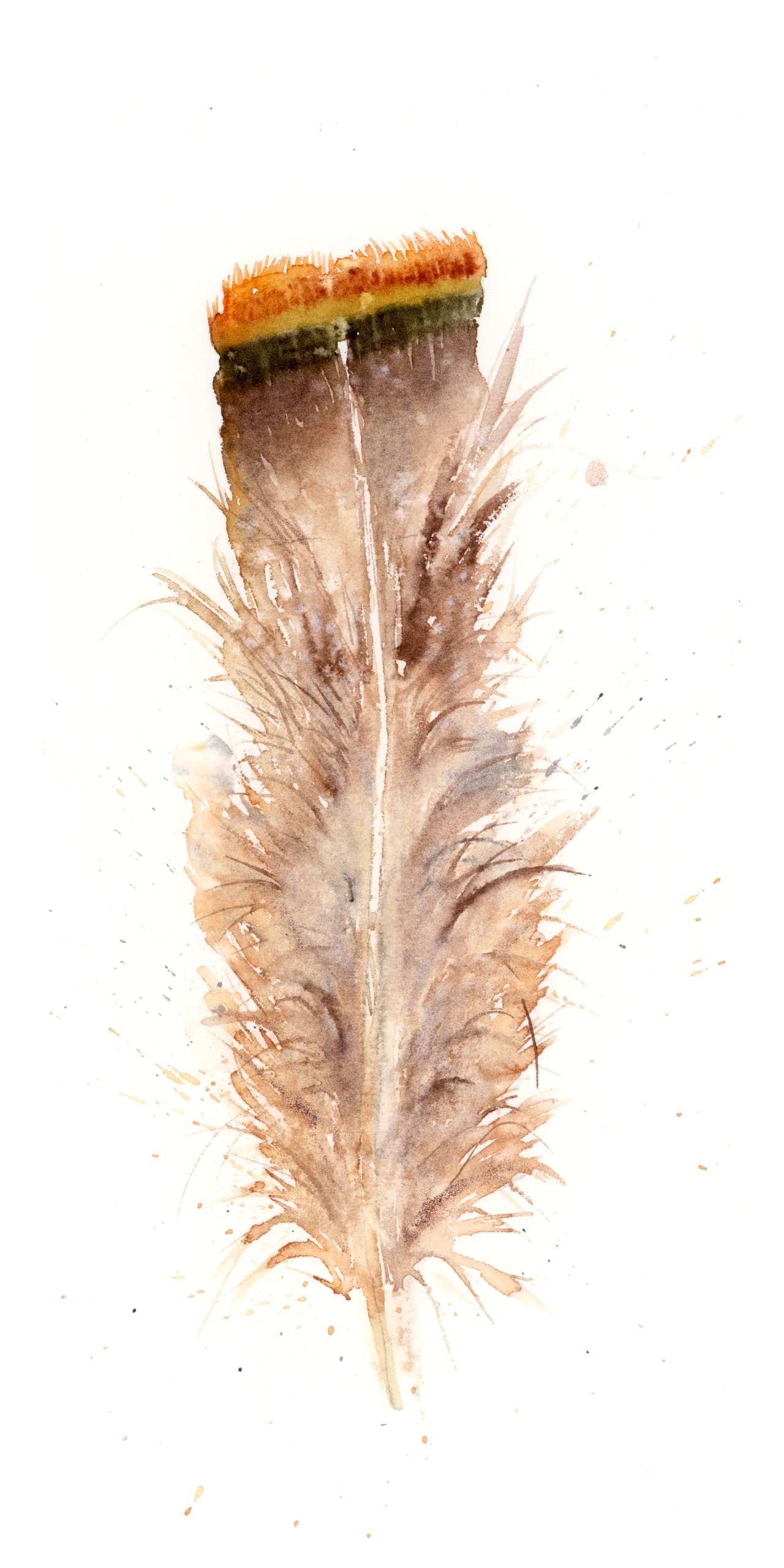 Buteo jamaicensis — watercolor by Shayna Larsen