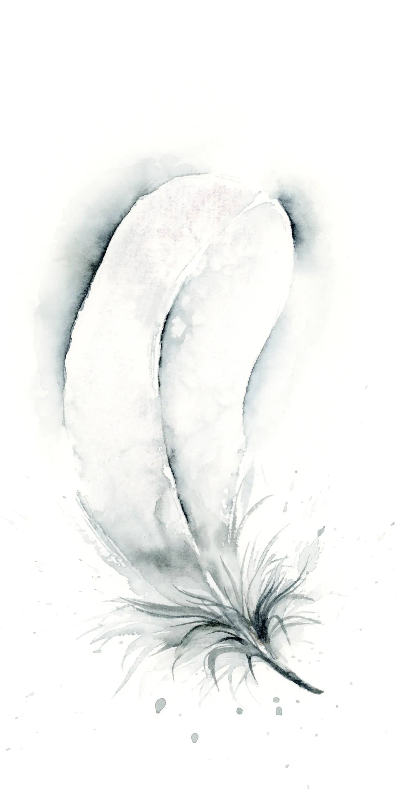 French Eurasian Collared Dove — watercolor by Shayna Larsen