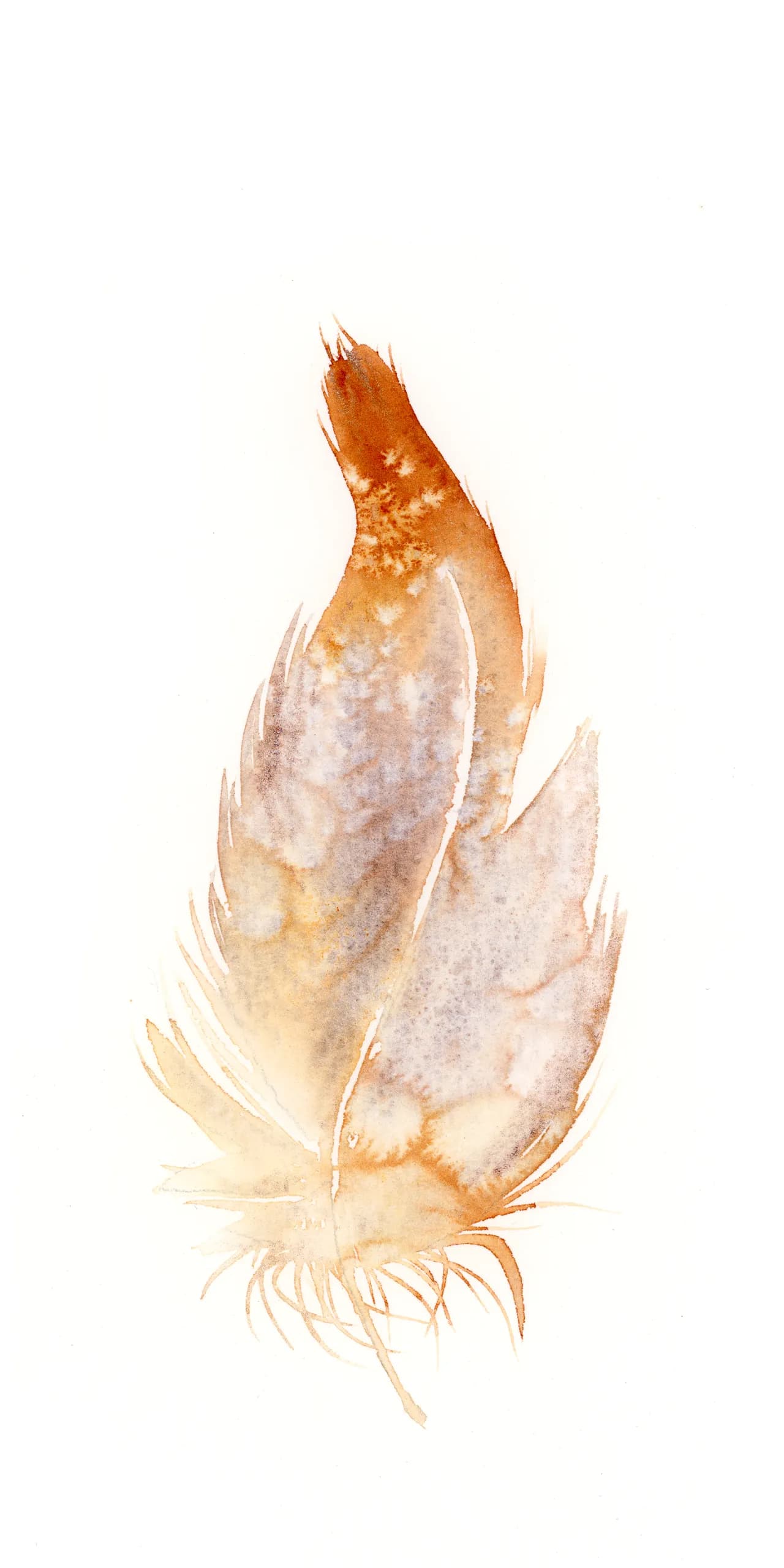 Barn Owl — watercolor by Shayna Larsen