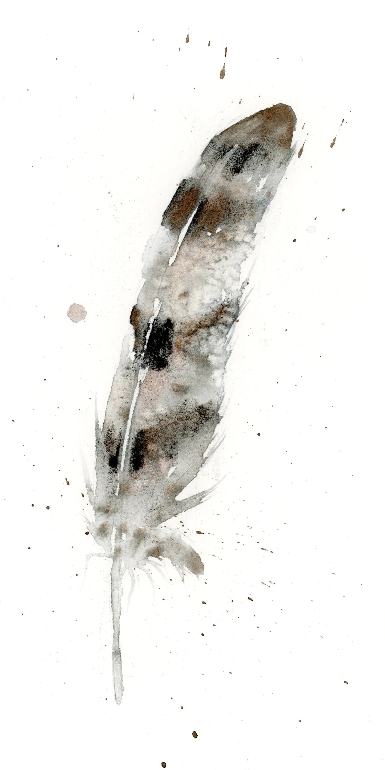 Hawk — watercolor by Shayna Larsen