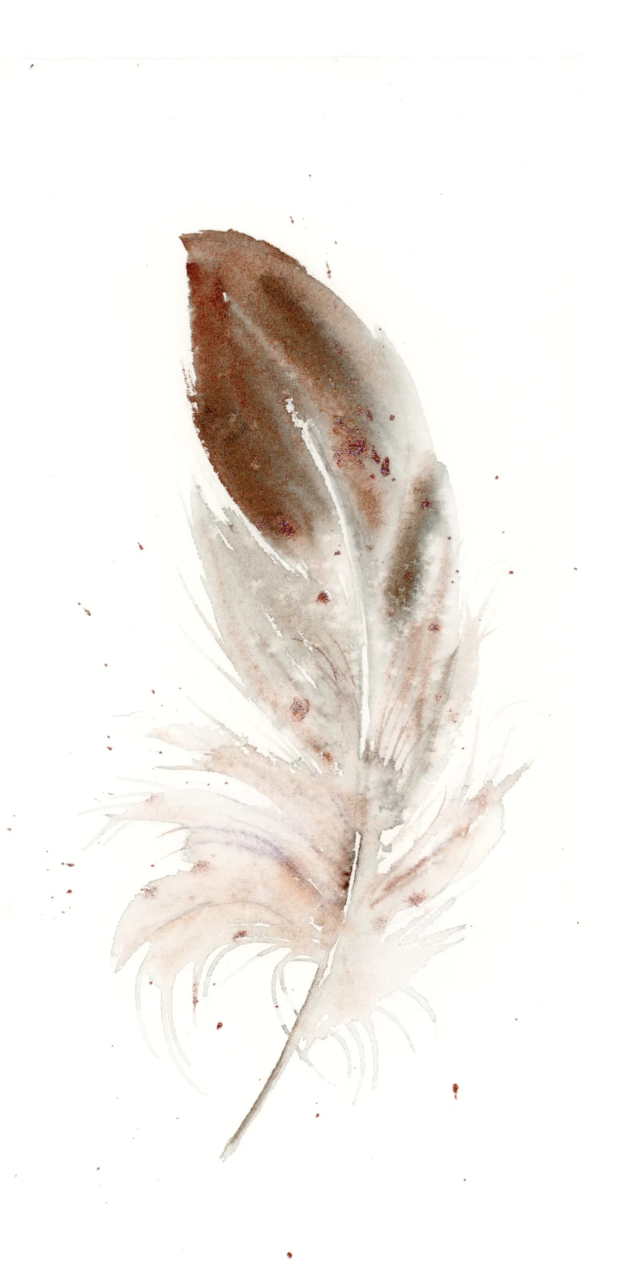 Red-tailed Hawk — watercolor by Shayna Larsen