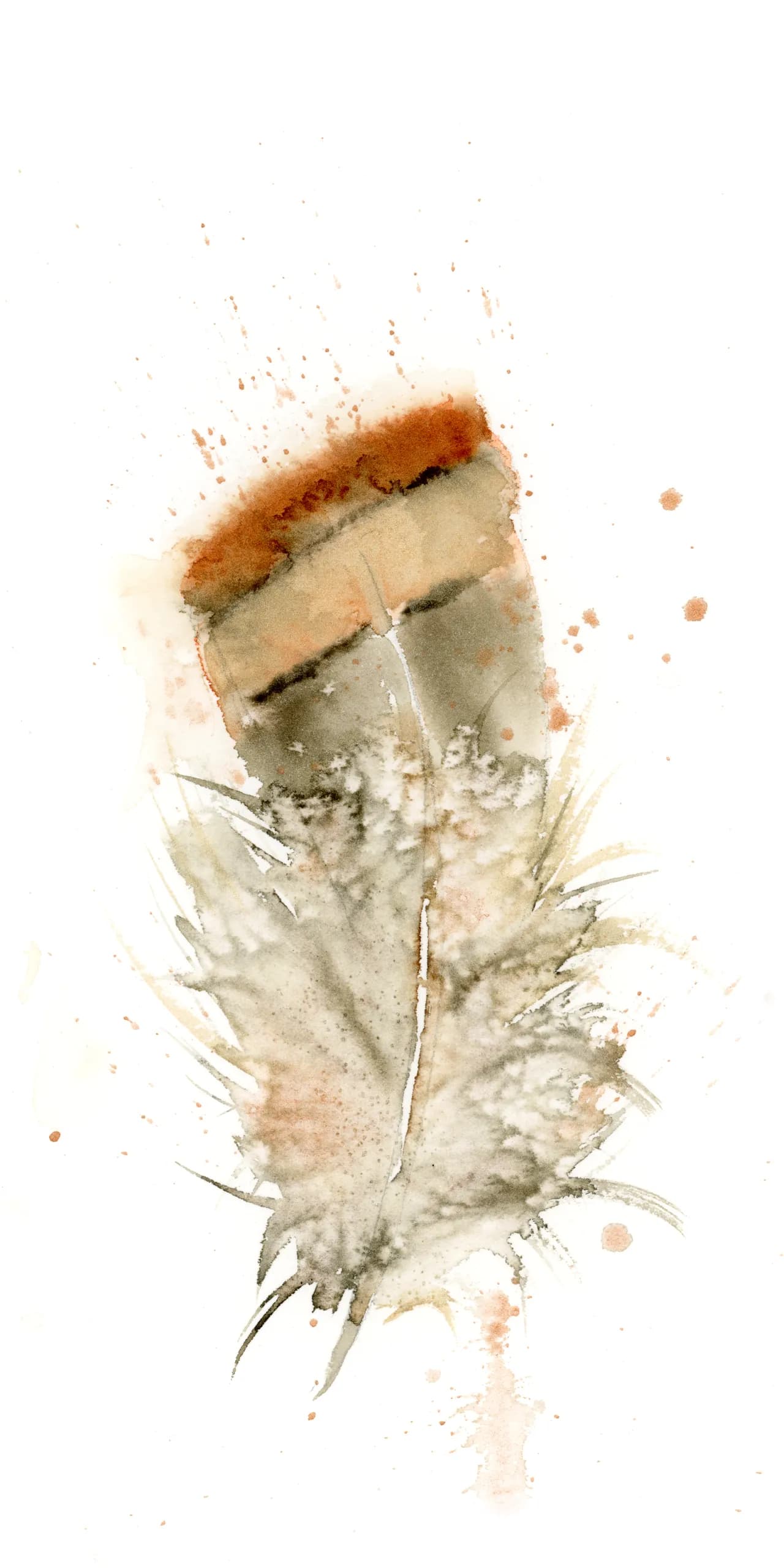 American Robin — watercolor by Shayna Larsen