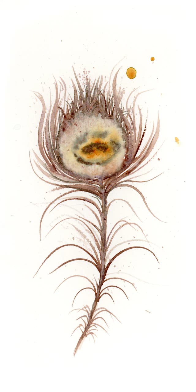 Peacock — watercolor by Shayna Larsen