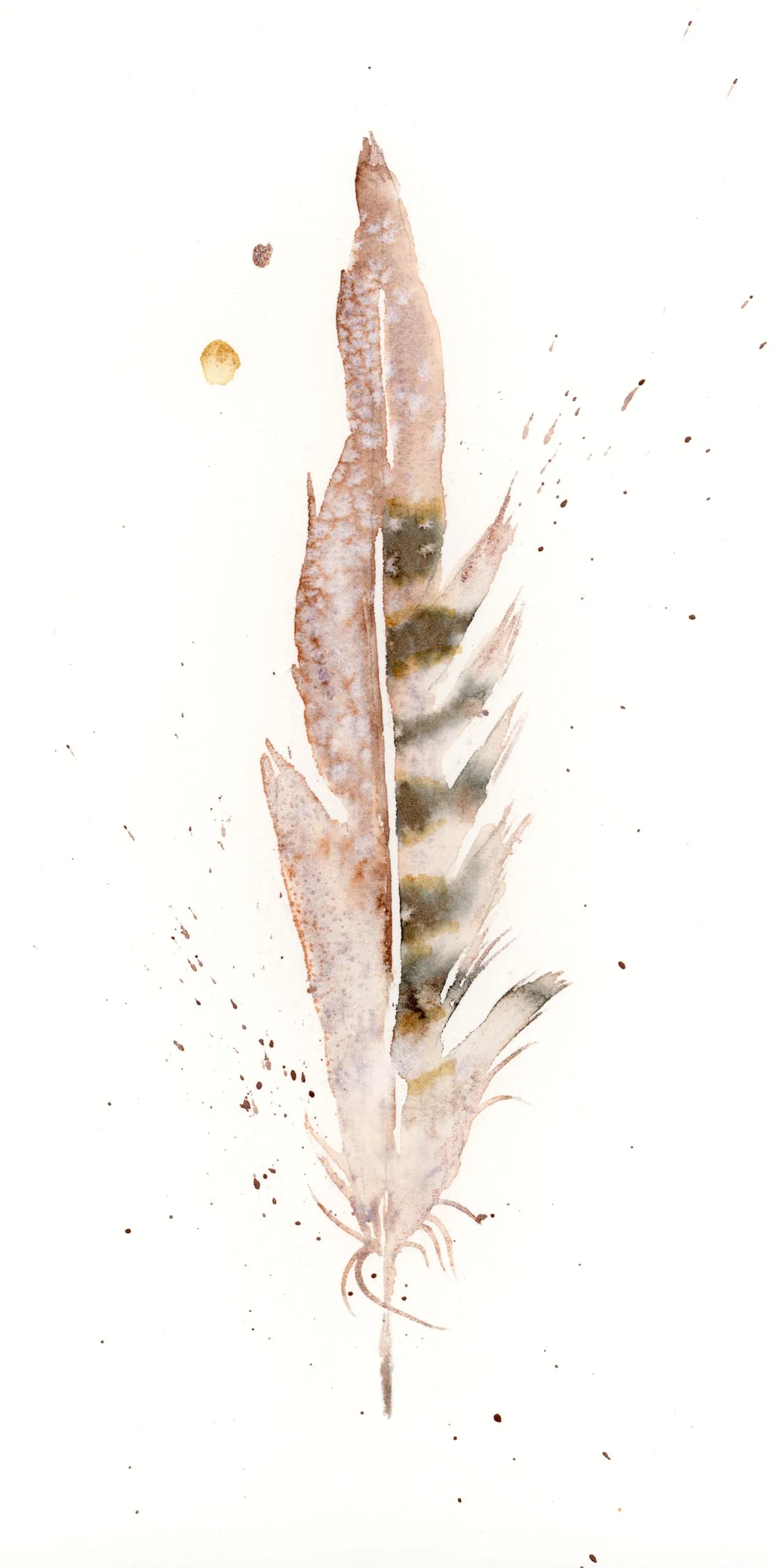 Pheasant — watercolor by Shayna Larsen