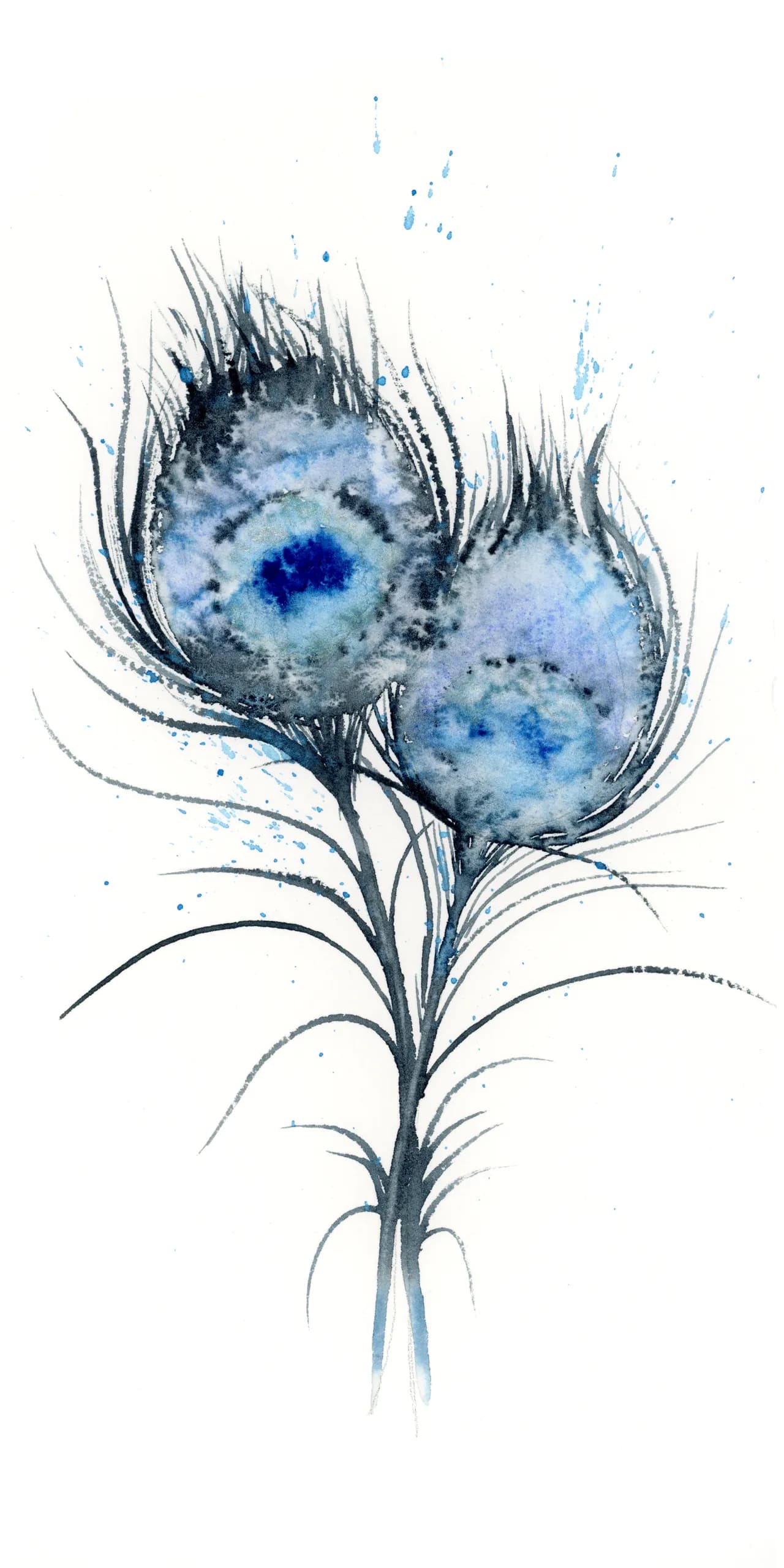 Peacock — watercolor by Shayna Larsen