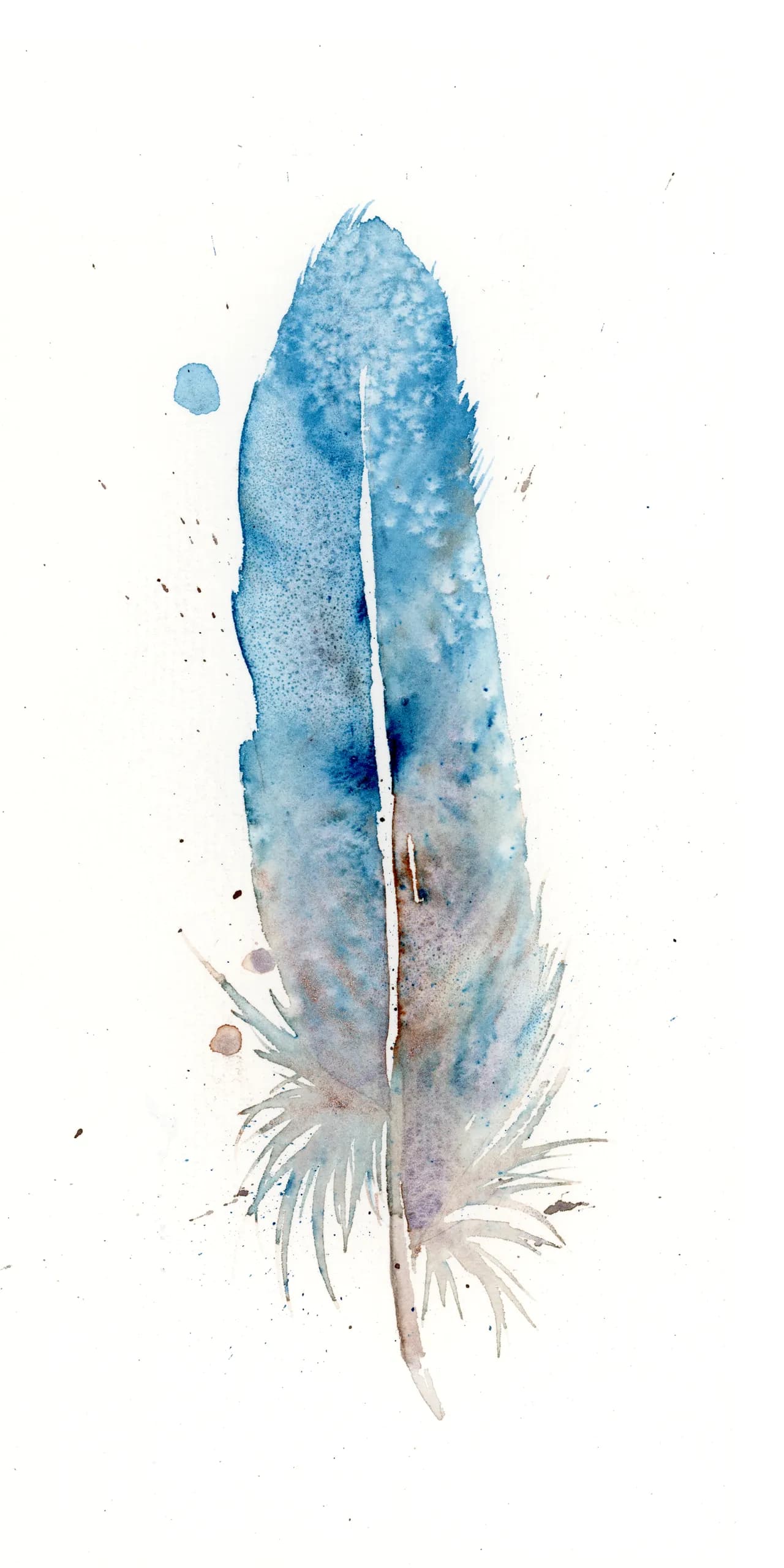 Blue Jay — watercolor by Shayna Larsen