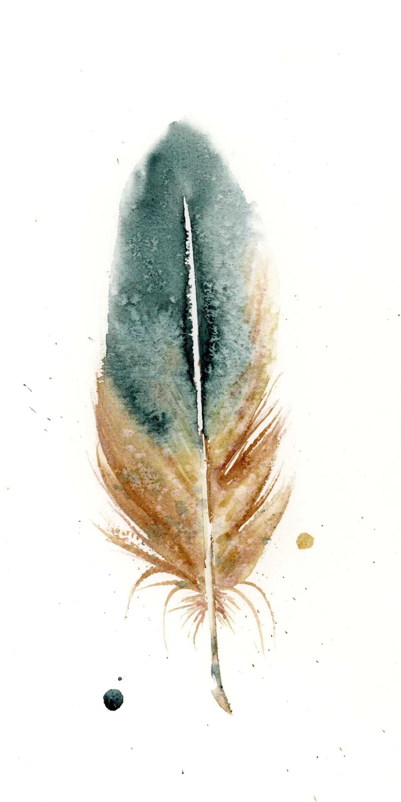 Harlequin Duck — watercolor by Shayna Larsen