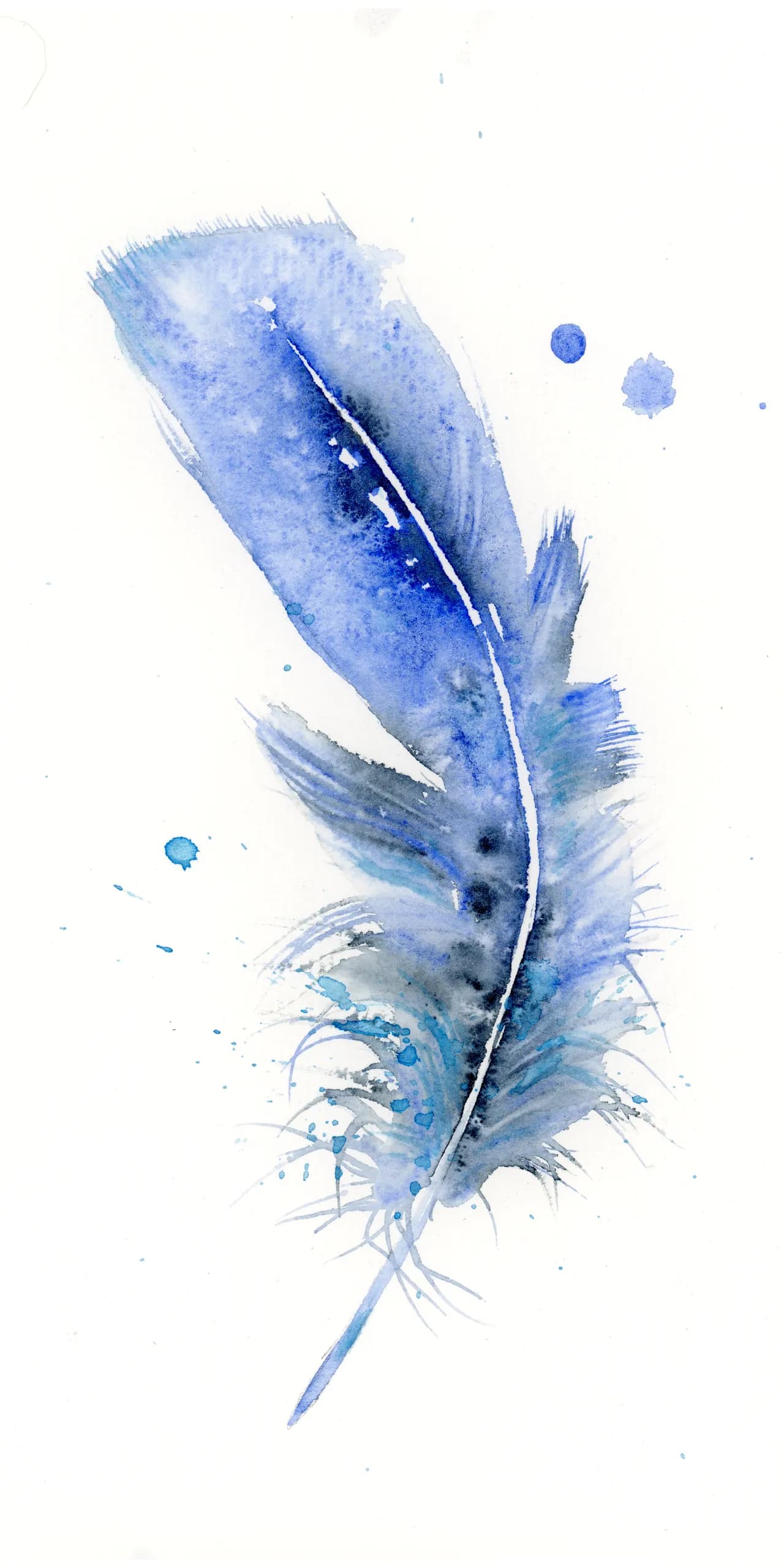 Blue Jay — watercolor by Shayna Larsen