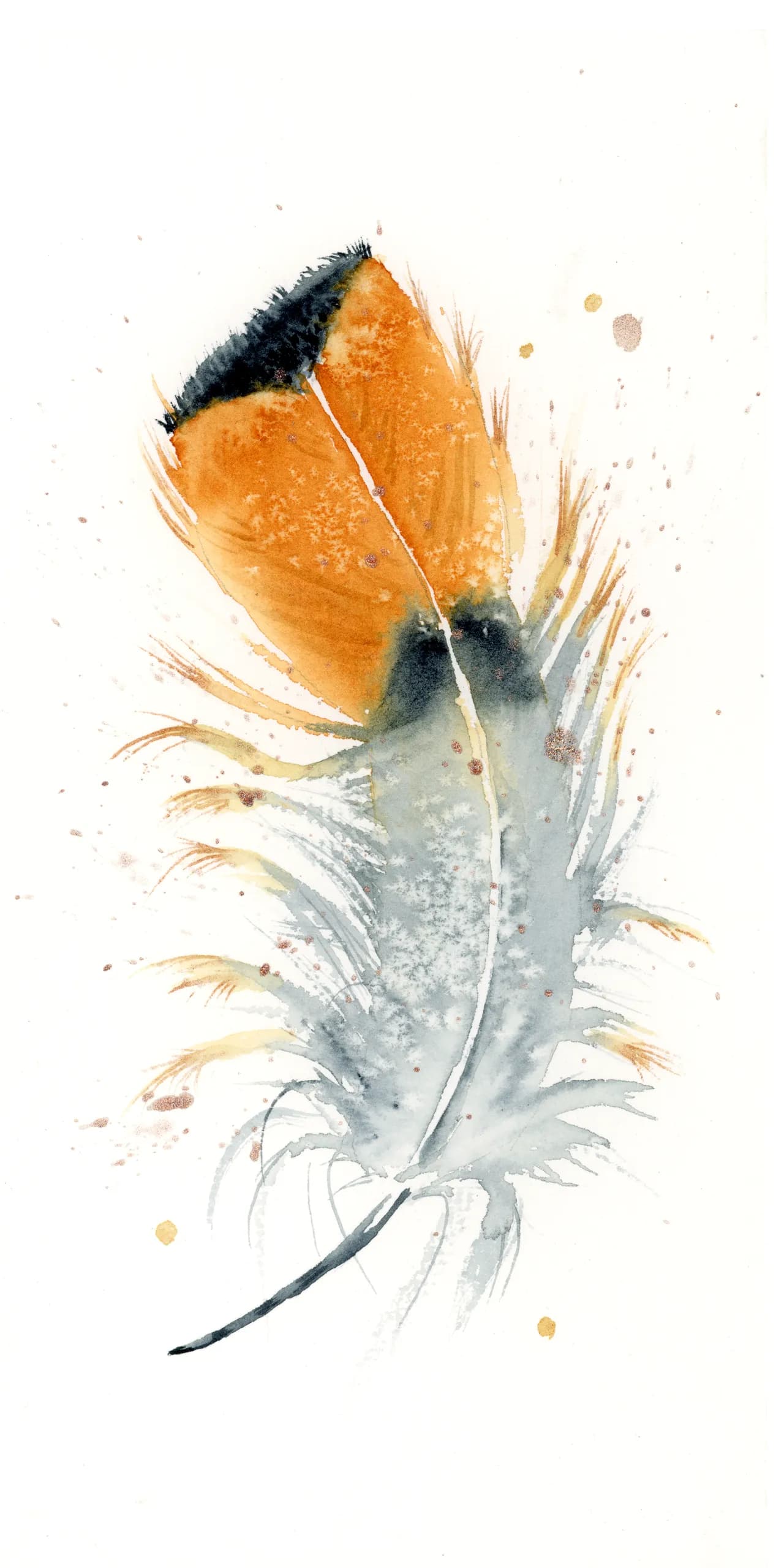 Royal Flycatcher — watercolor by Shayna Larsen